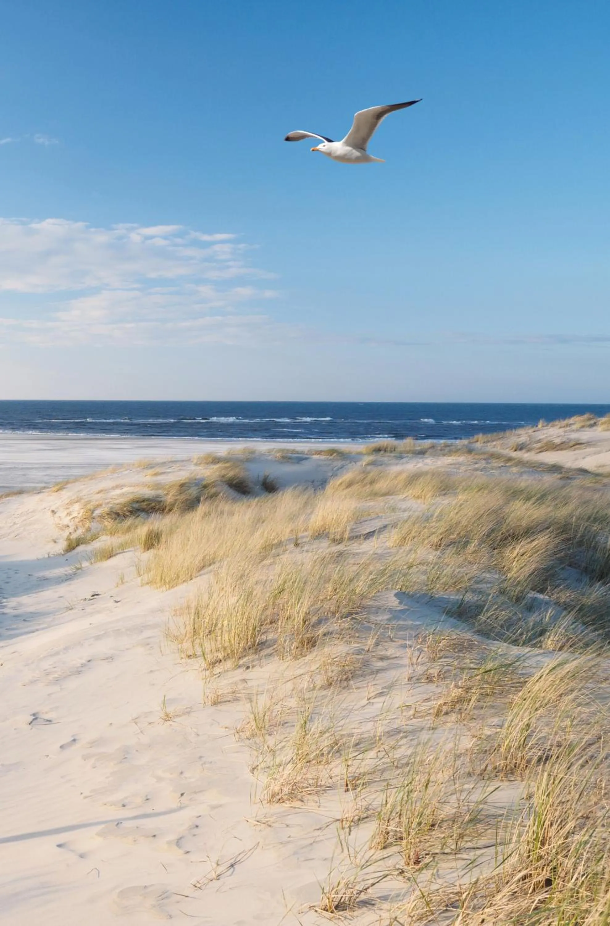 Beach in SEA YOU Hotel Noordwijk
