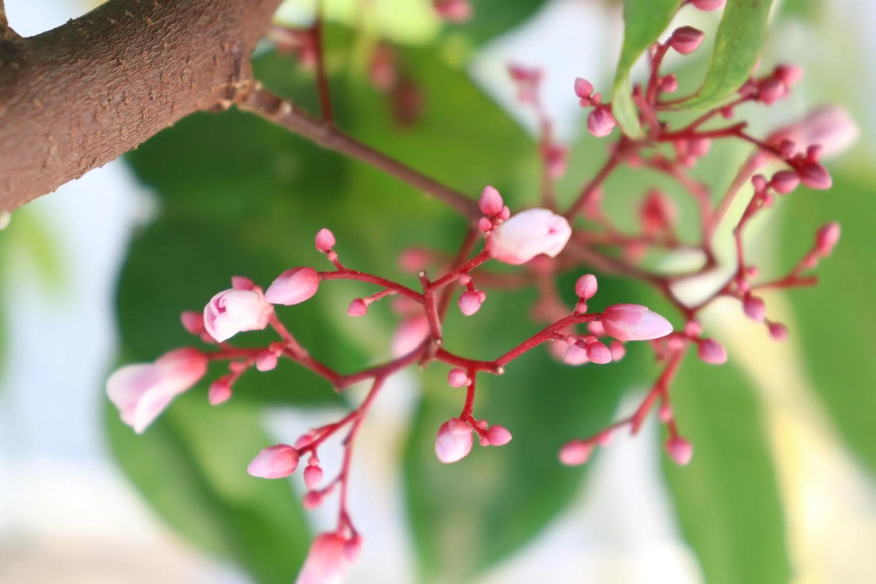 Garden view in AHHA Boutique Kampot