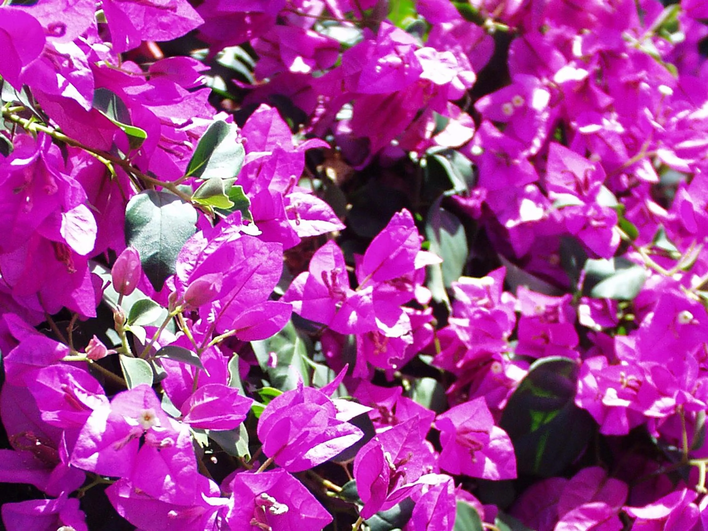 Garden in Firefly Estate Bequia