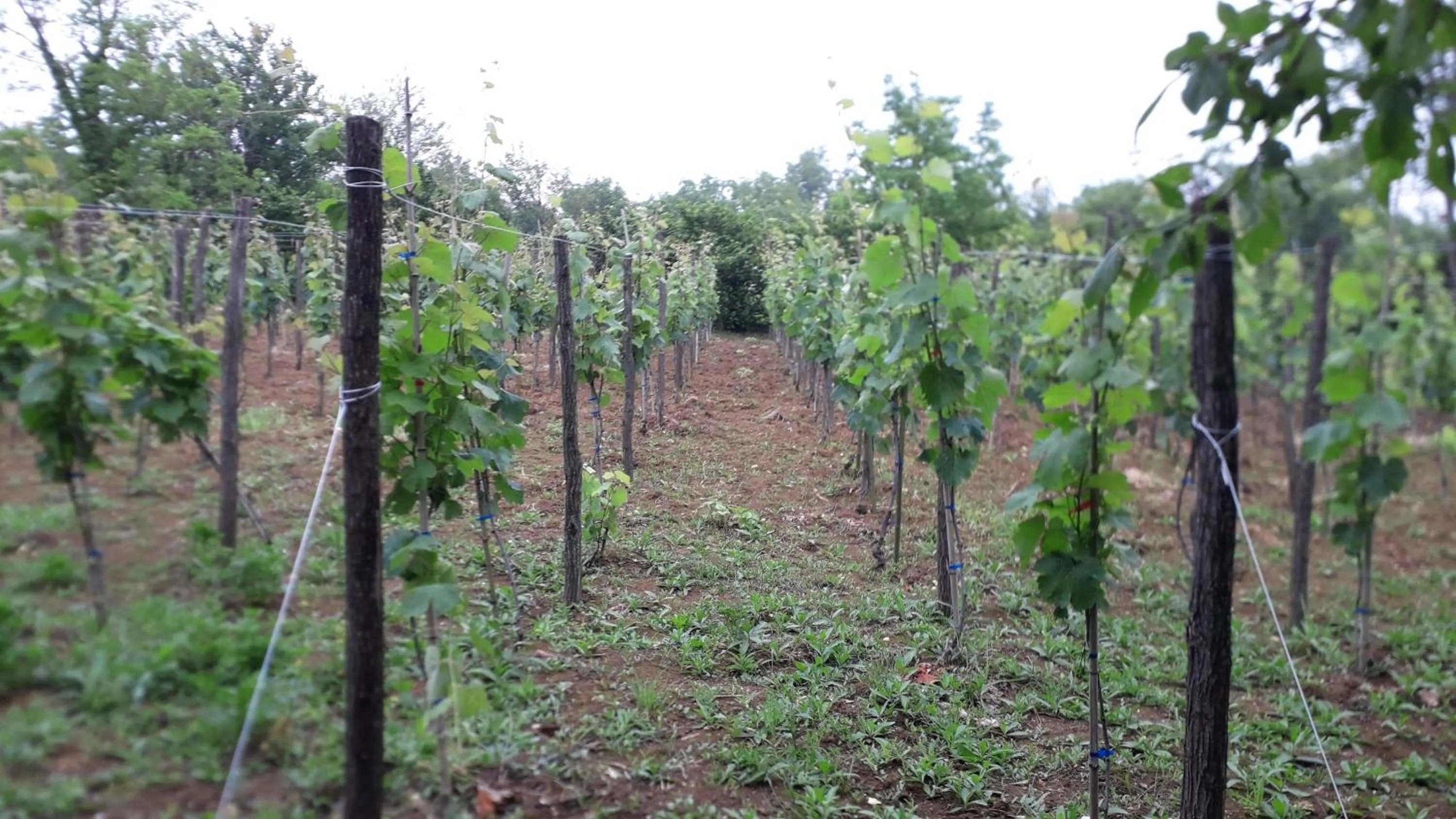 Garden in Kutaisi Center Guesthouse
