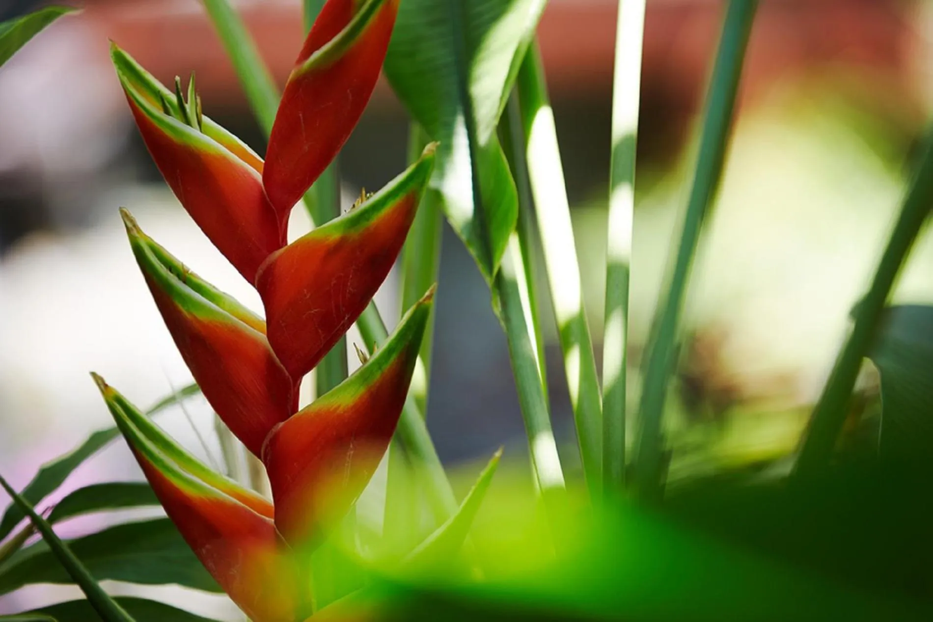 Decorative detail in Tentaciones Hotel & Lounge Pool - Adults Only