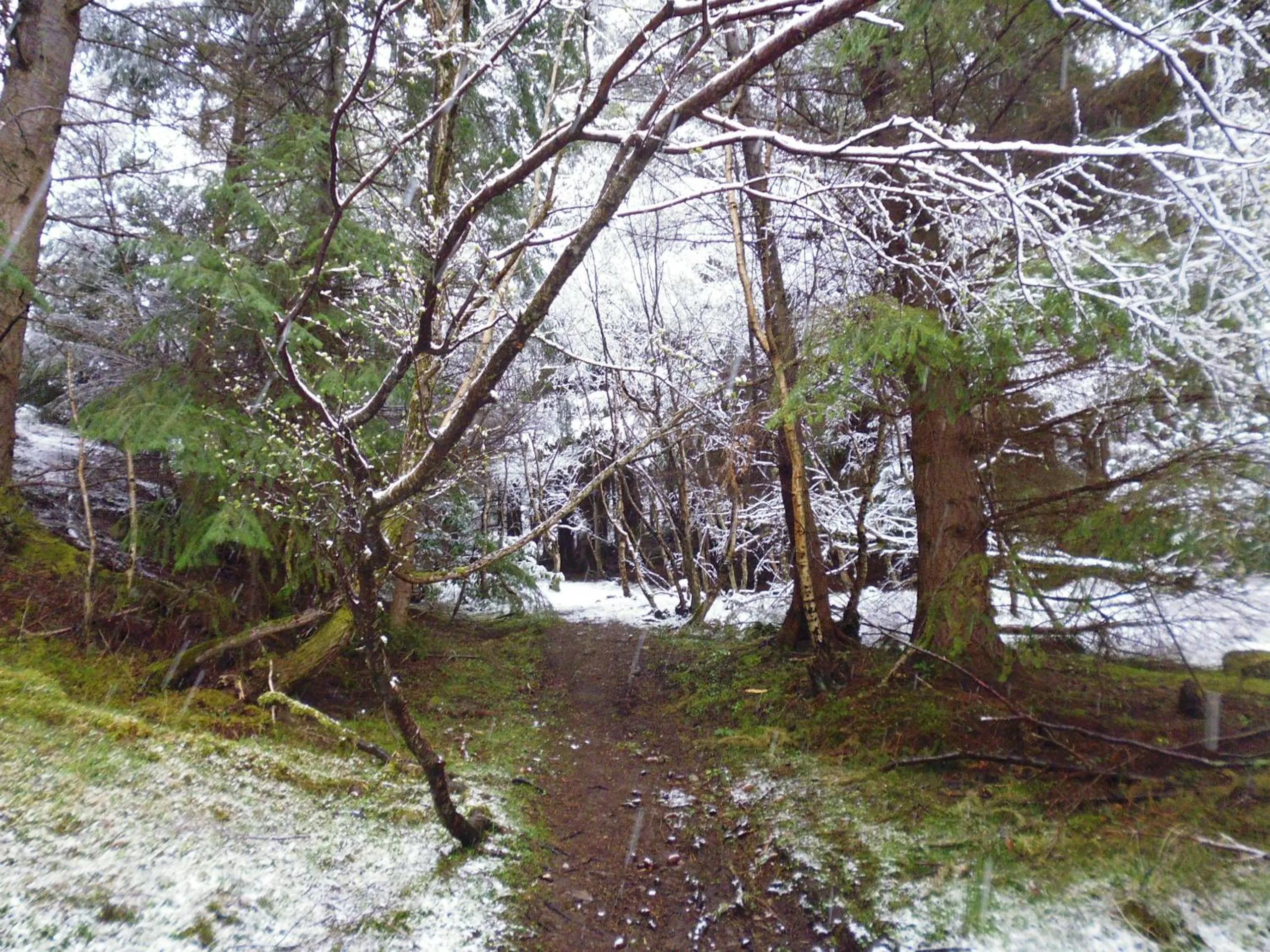 Spring in Foyers House