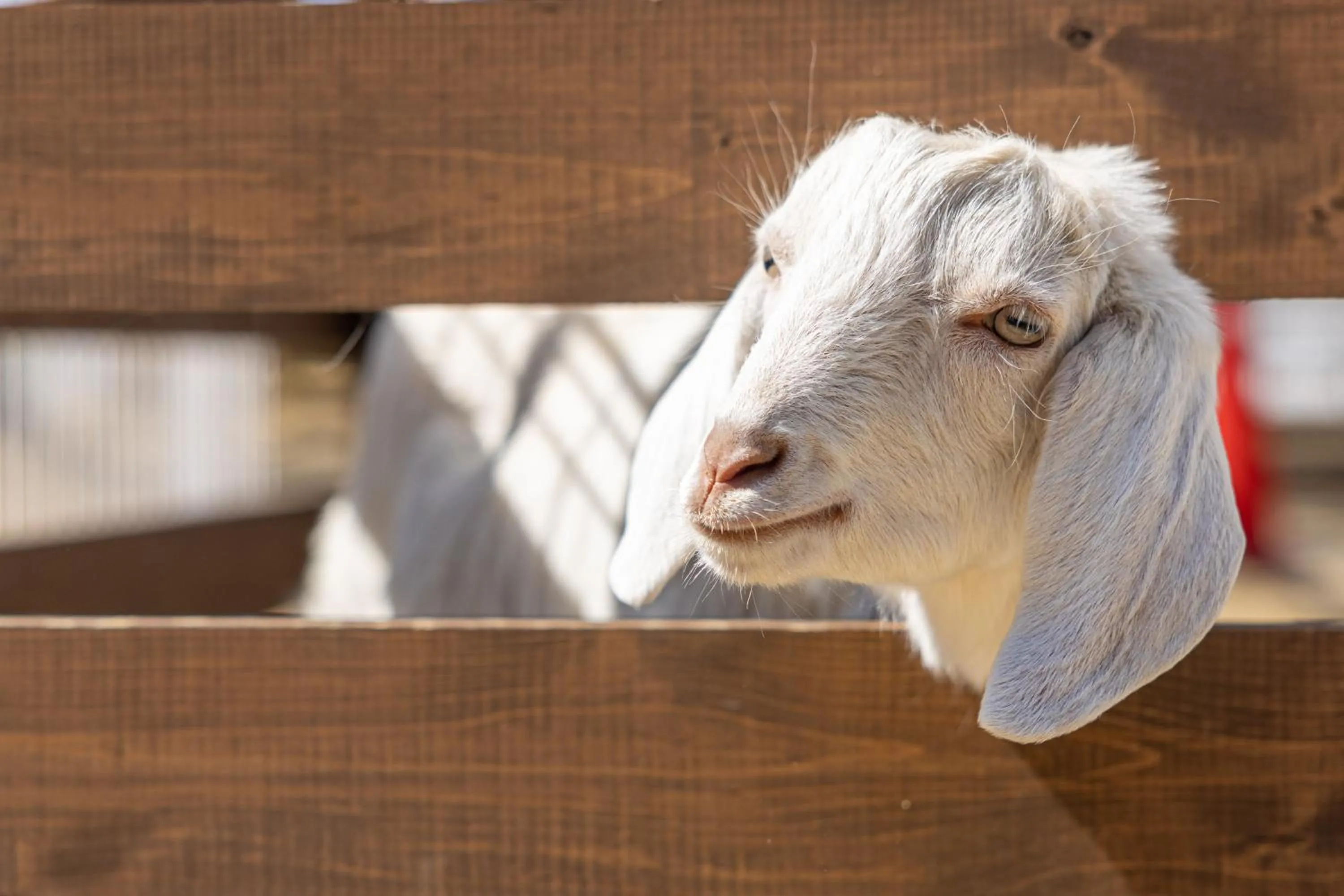 Animals in TACO GLAMP