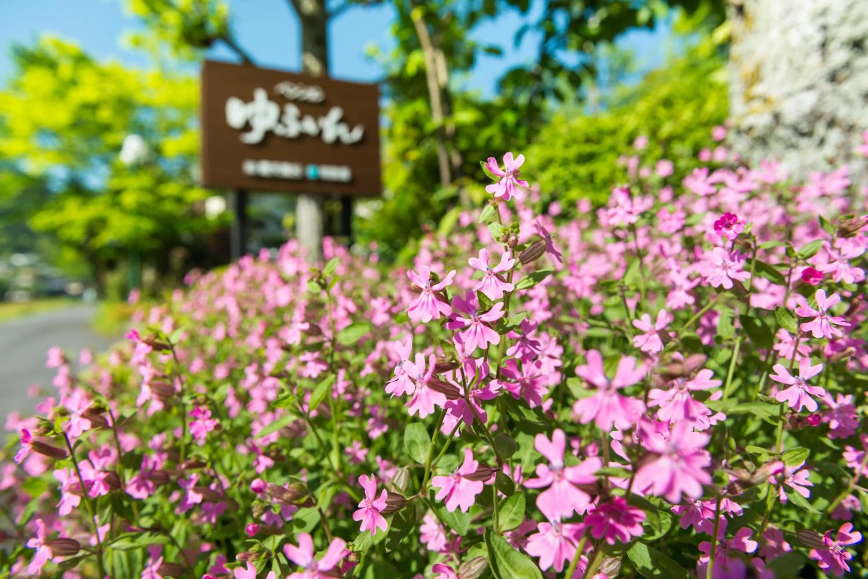 Spring in Pension Yufuin