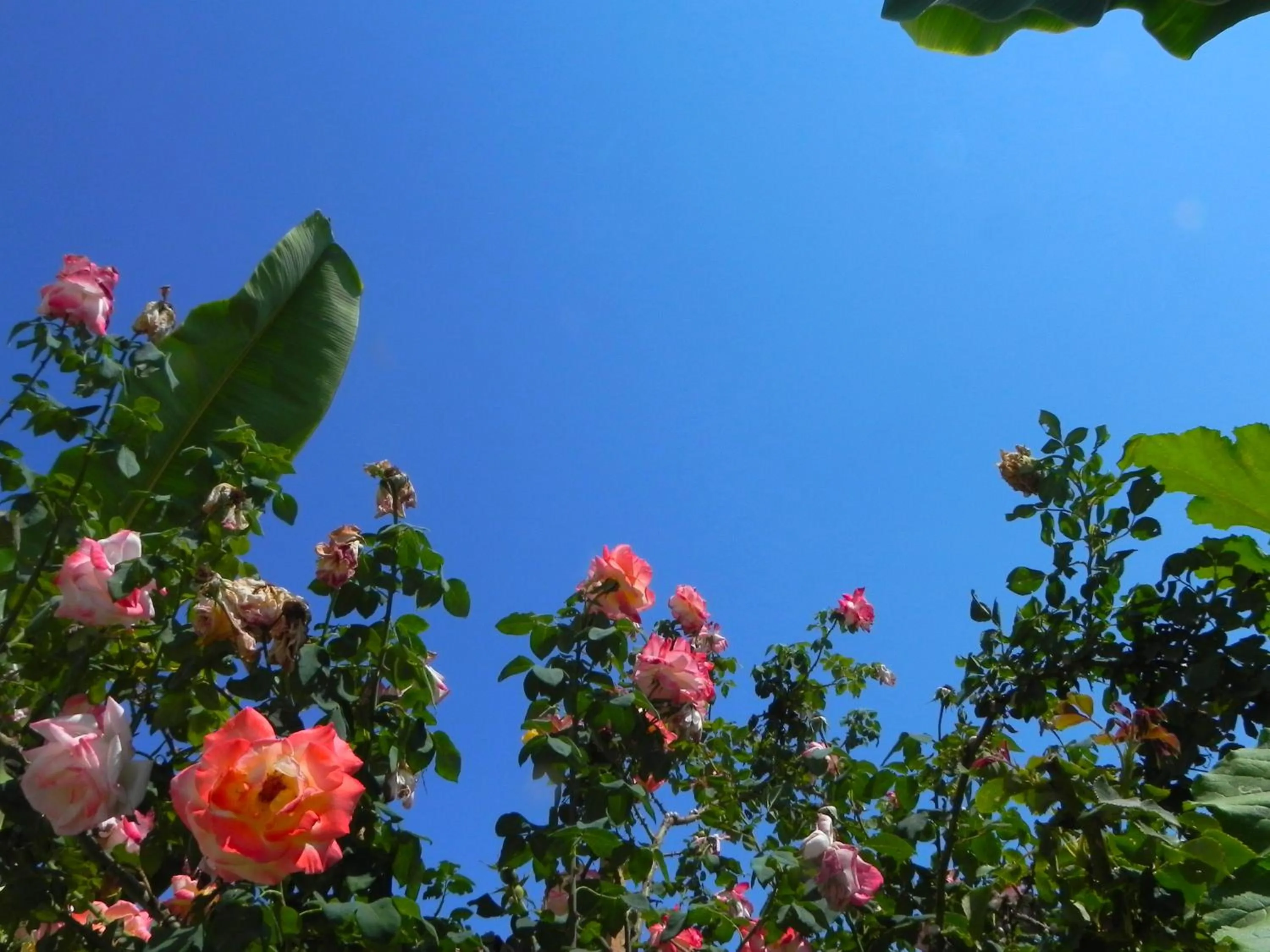 Garden in Ulysses Hotel