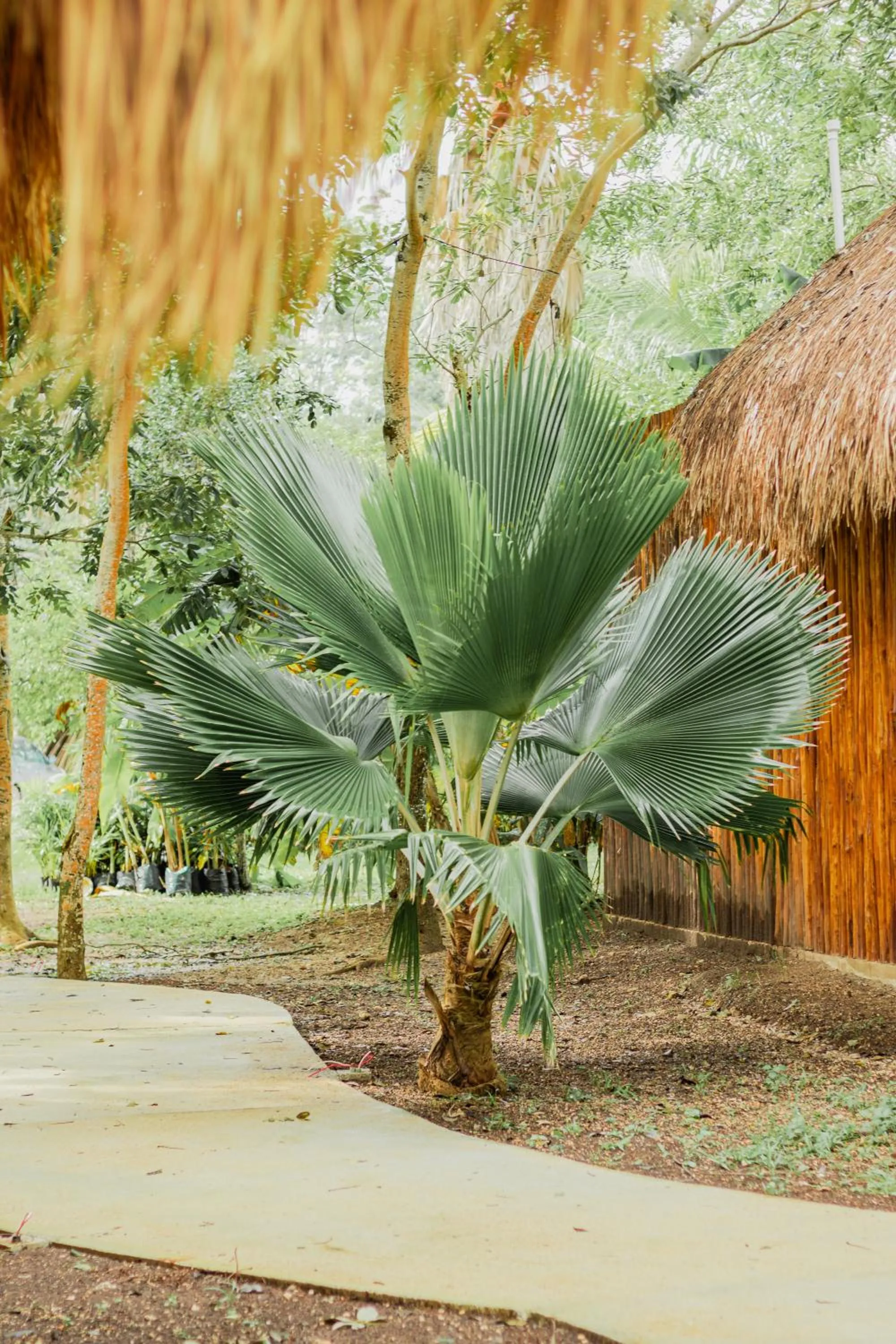 Garden in Mayan Playa Bacalar