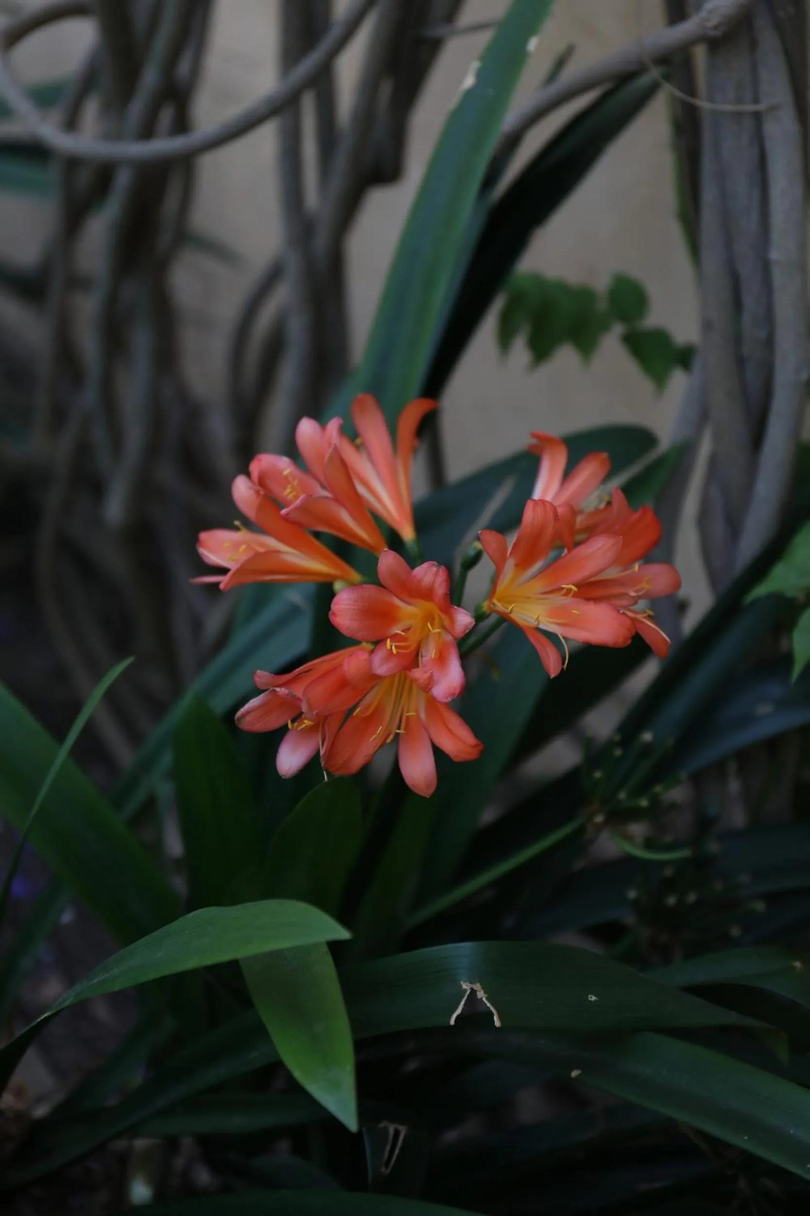 Garden in Mimi Calpe