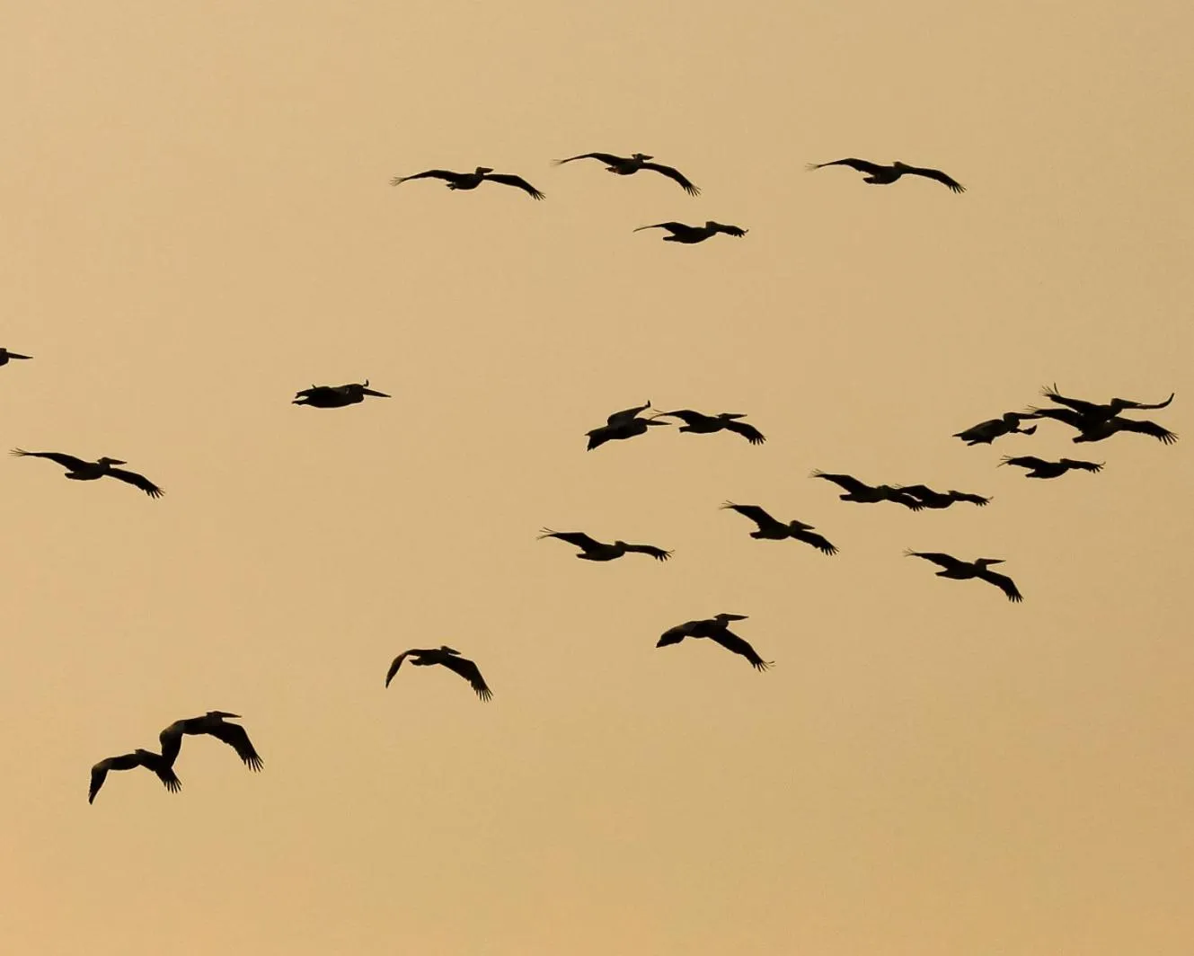 Animals in Zambezi Dusk River Facing-all inclusive-Luxury Accommodation