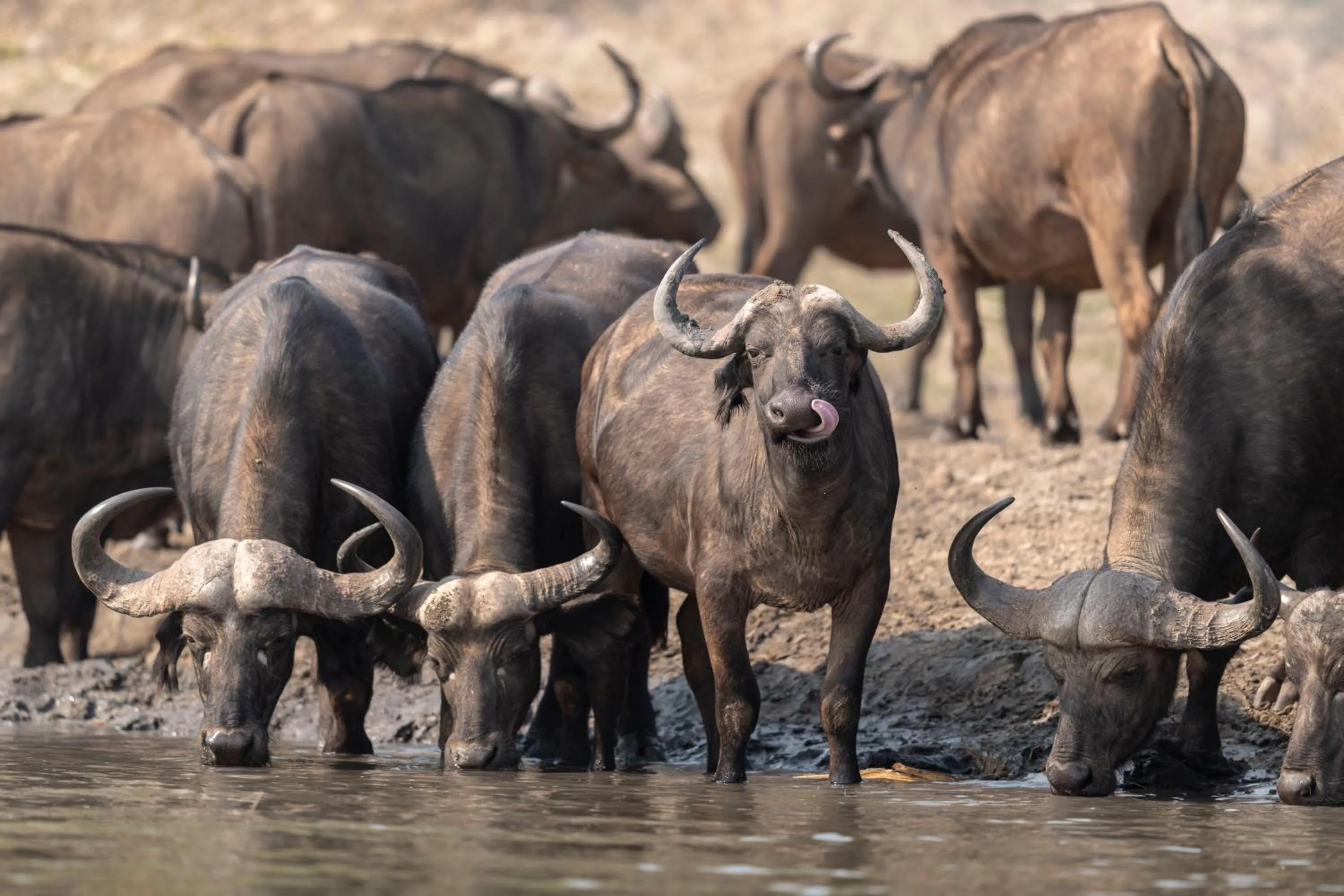 Animals in Zambezi Dusk River Facing-all inclusive-Luxury Accommodation