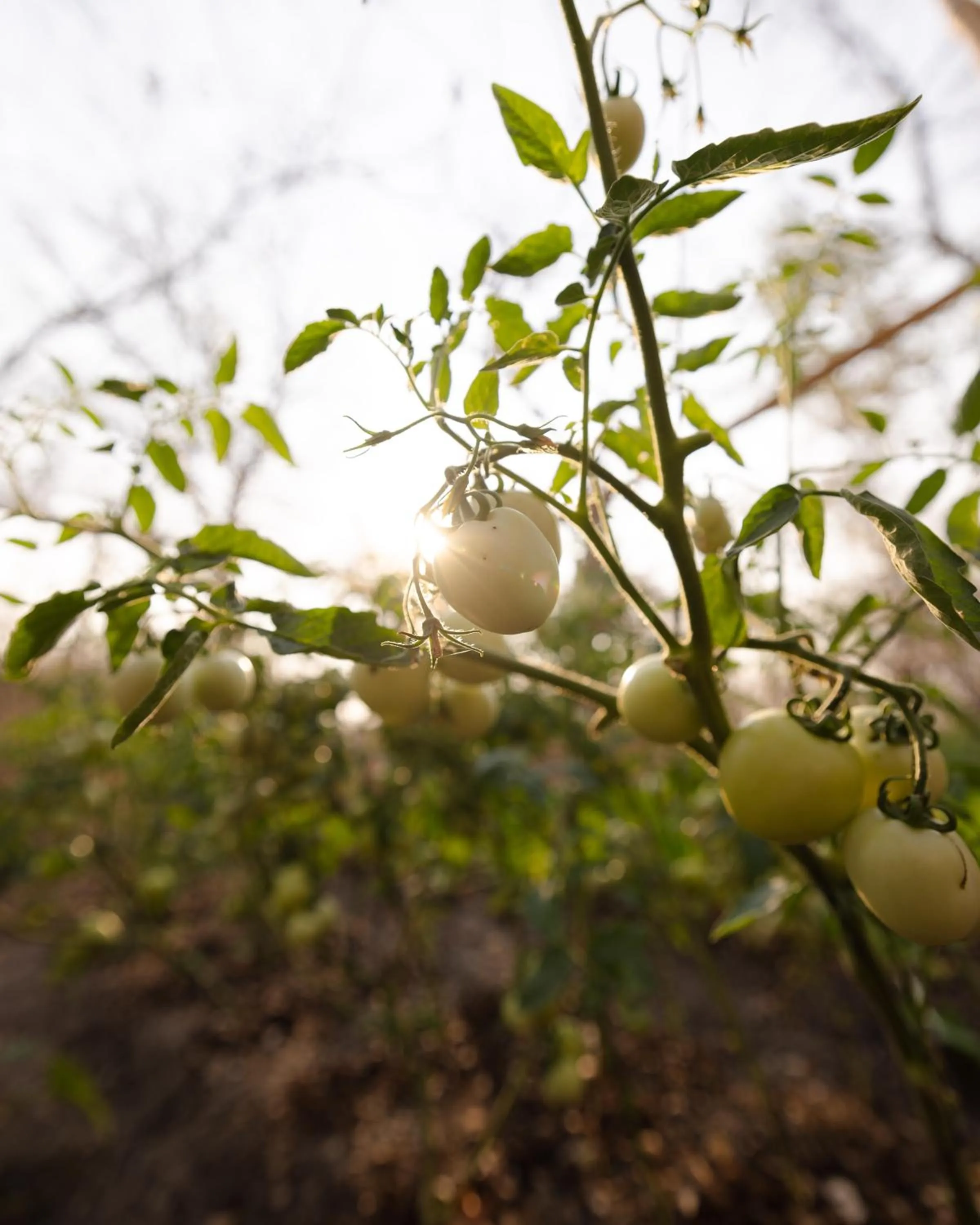 Garden view in Zambezi Dusk River Facing-all inclusive-Luxury Accommodation