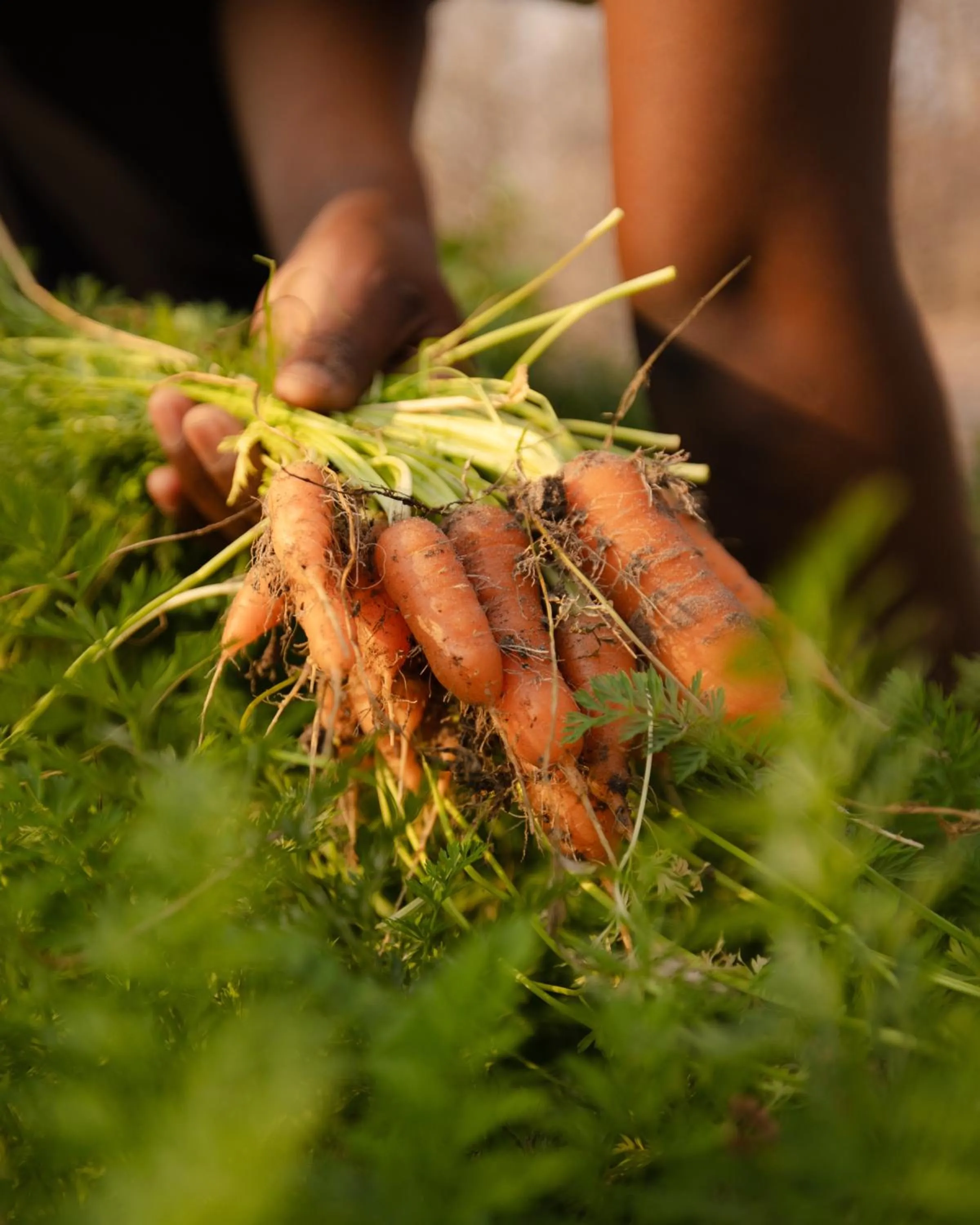 Garden in Zambezi Dusk River Facing-all inclusive-Luxury Accommodation