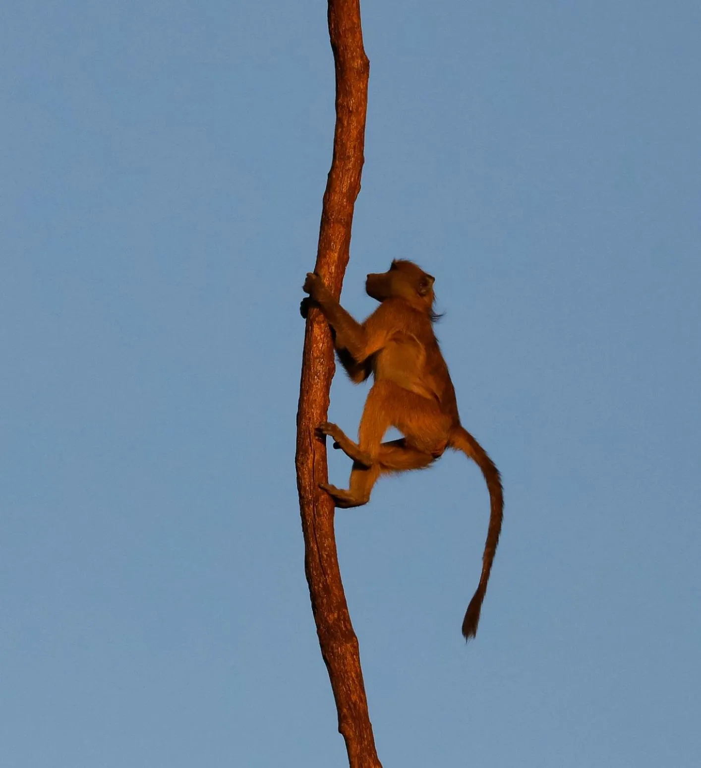 Day in Zambezi Dusk River Facing-all inclusive-Luxury Accommodation