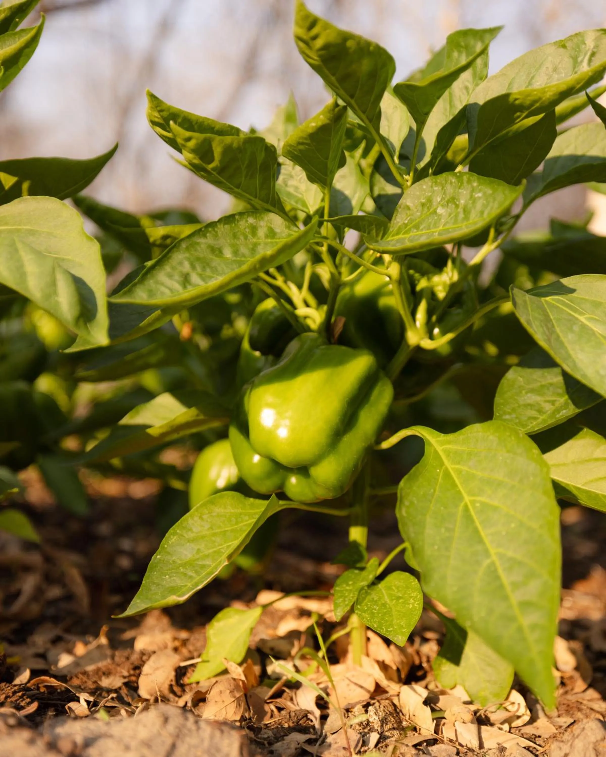 Garden in Zambezi Dusk River Facing-all inclusive-Luxury Accommodation