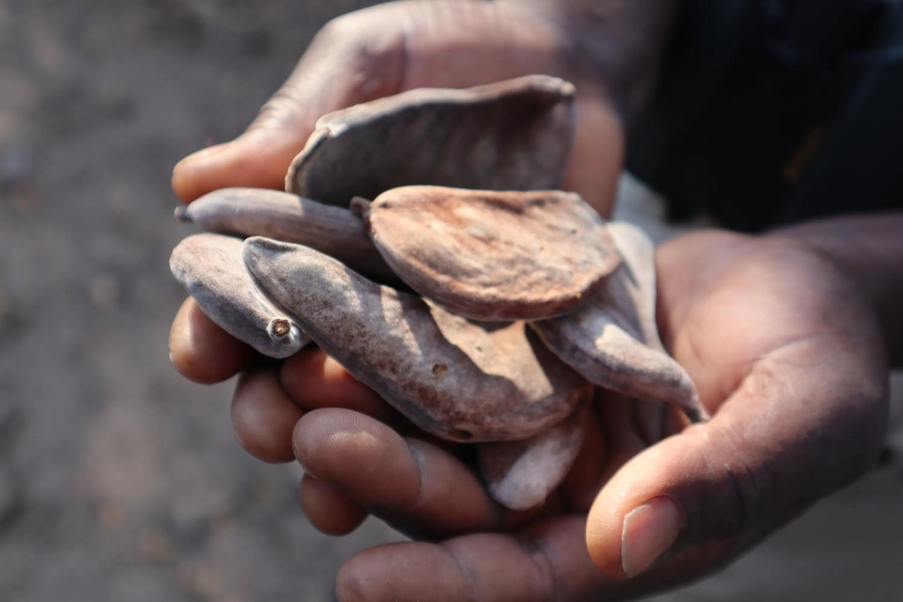Natural landscape in Zambezi Dusk River Facing-all inclusive-Luxury Accommodation