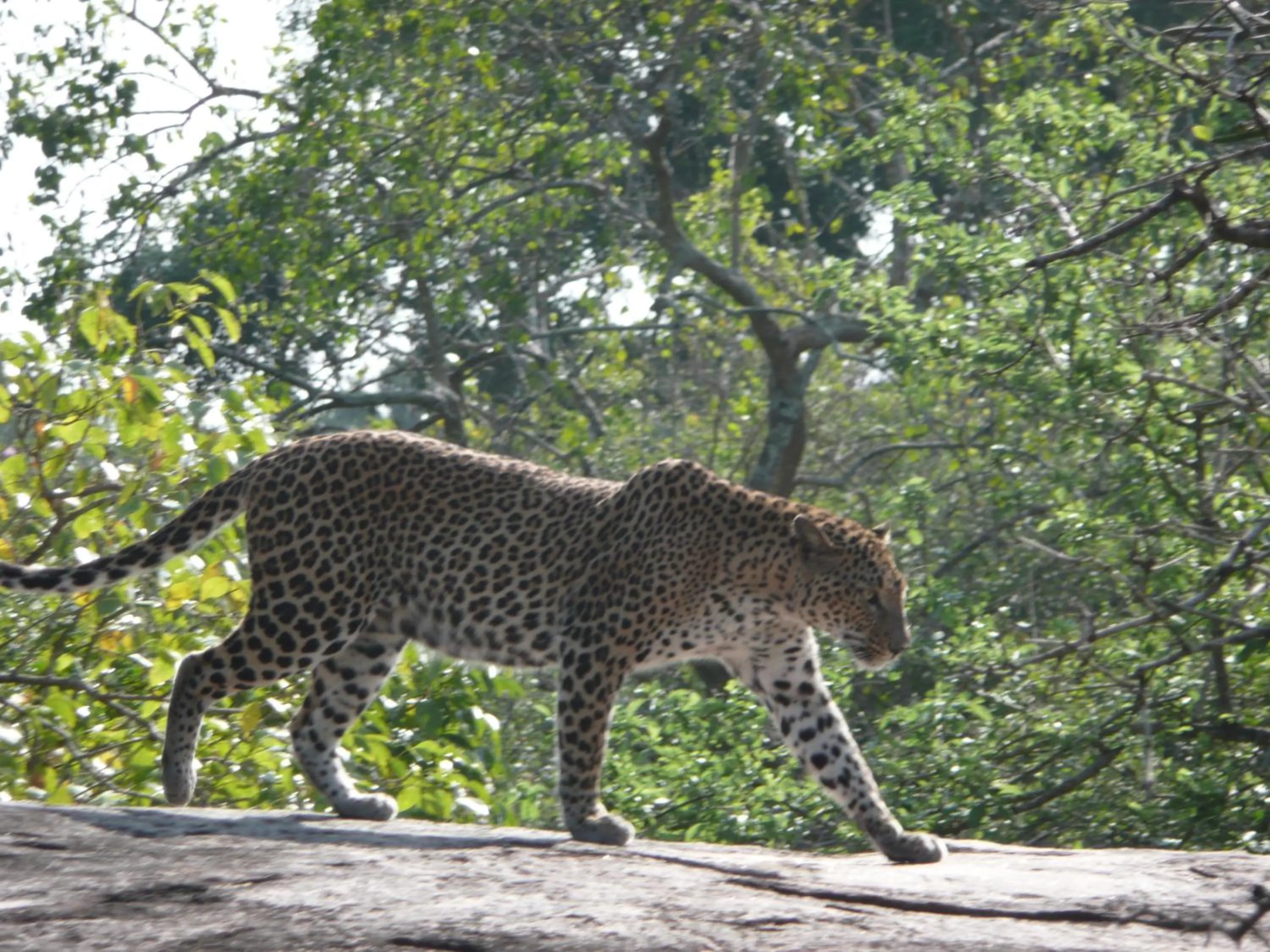 Day in Traveller's Home Hotel