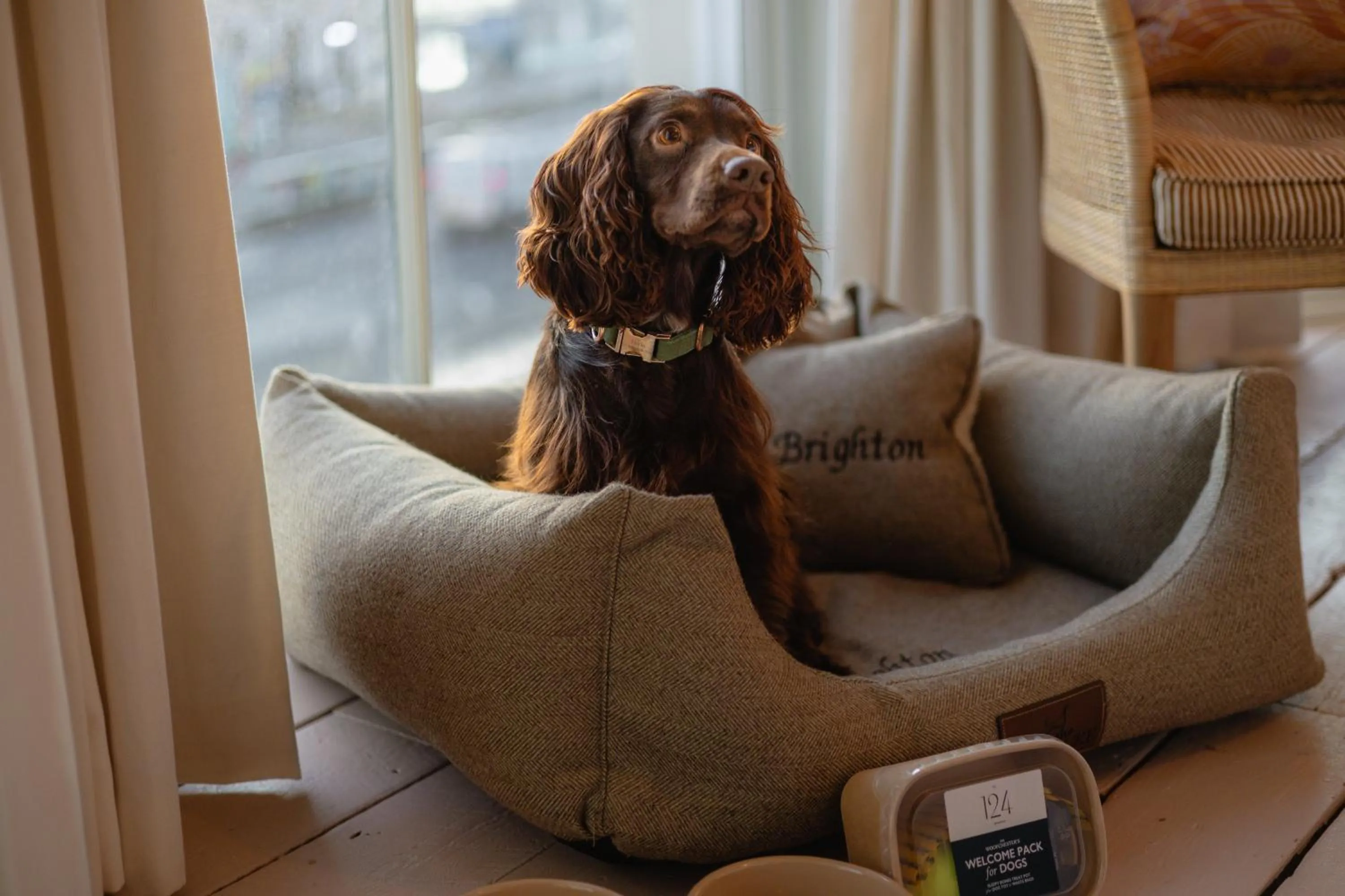 Pets in No.124 by GuestHouse, Brighton