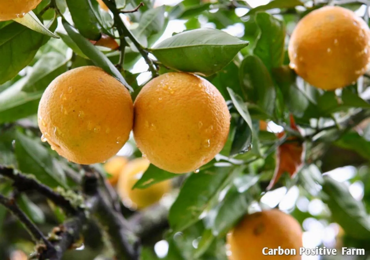 Garden view in Ardmore Guest Farm