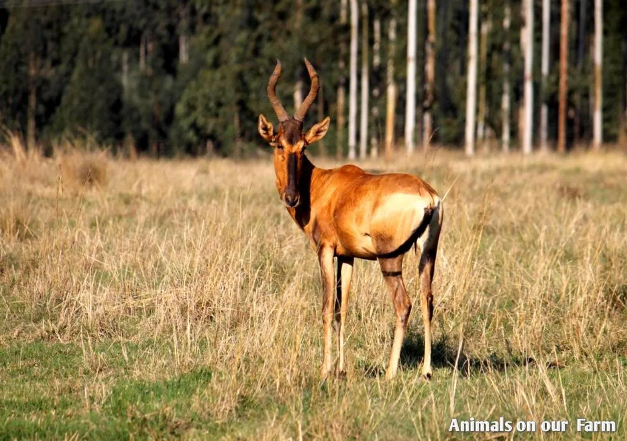 Winter in Ardmore Guest Farm