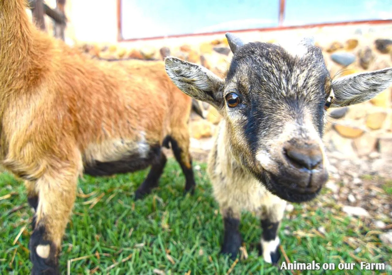 Animals in Ardmore Guest Farm