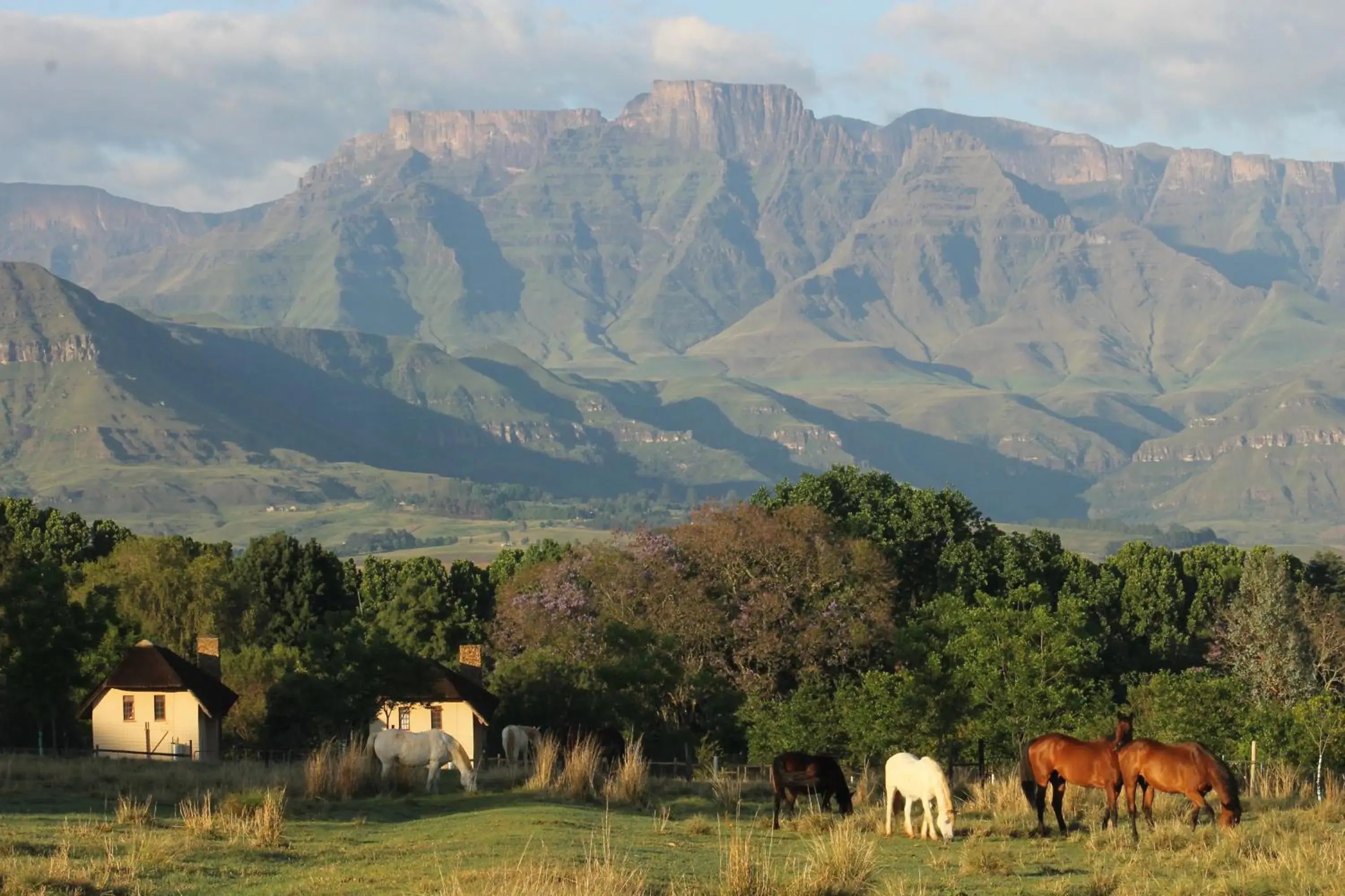 Ardmore Guest Farm Ardmore Guest Farm