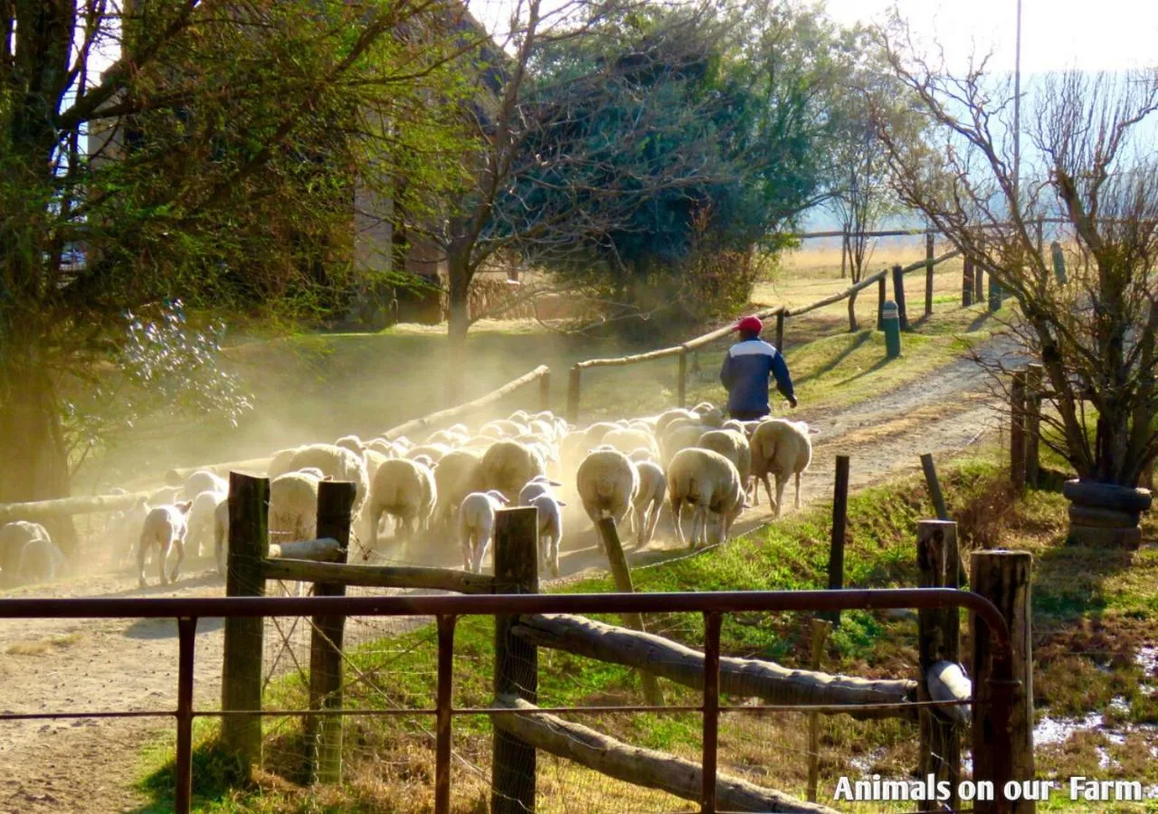 Animals in Ardmore Guest Farm