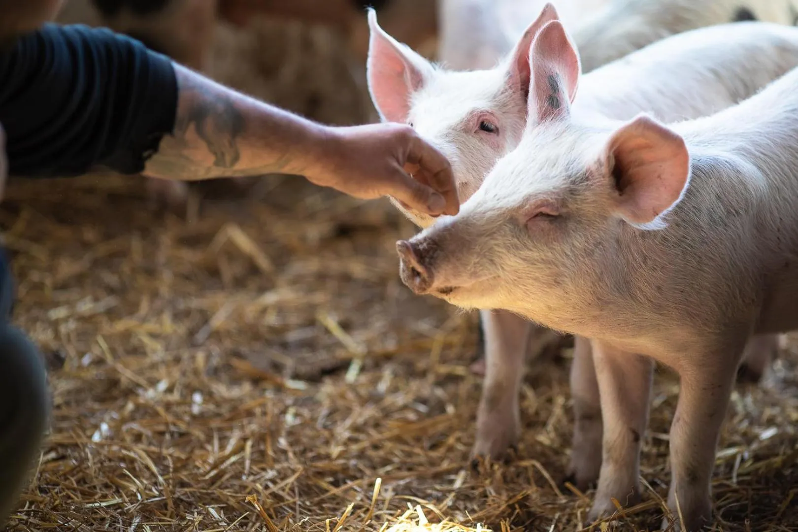 Animals in Tenuta Saiano Resort