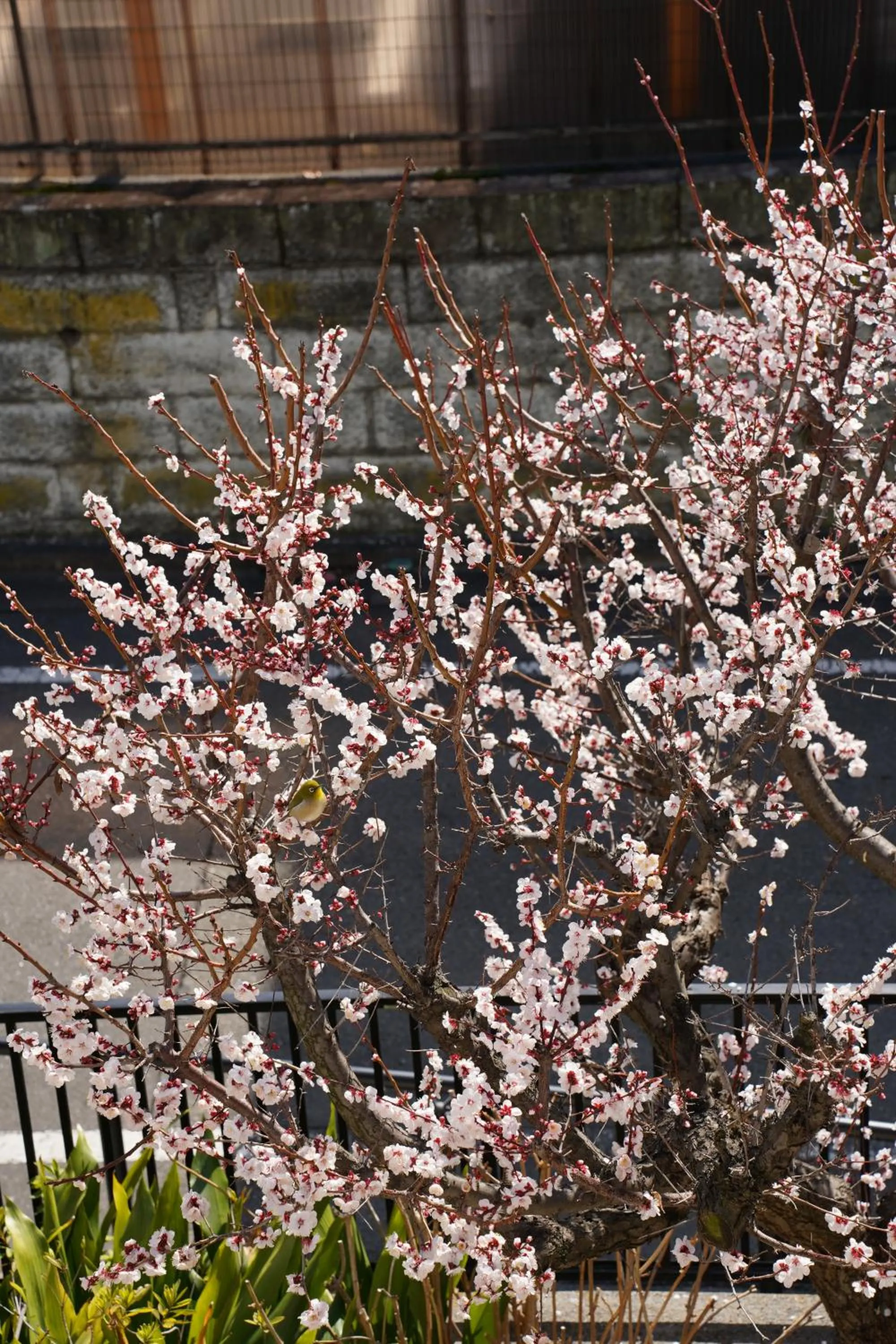 Spring in Shimokitazawa Akima