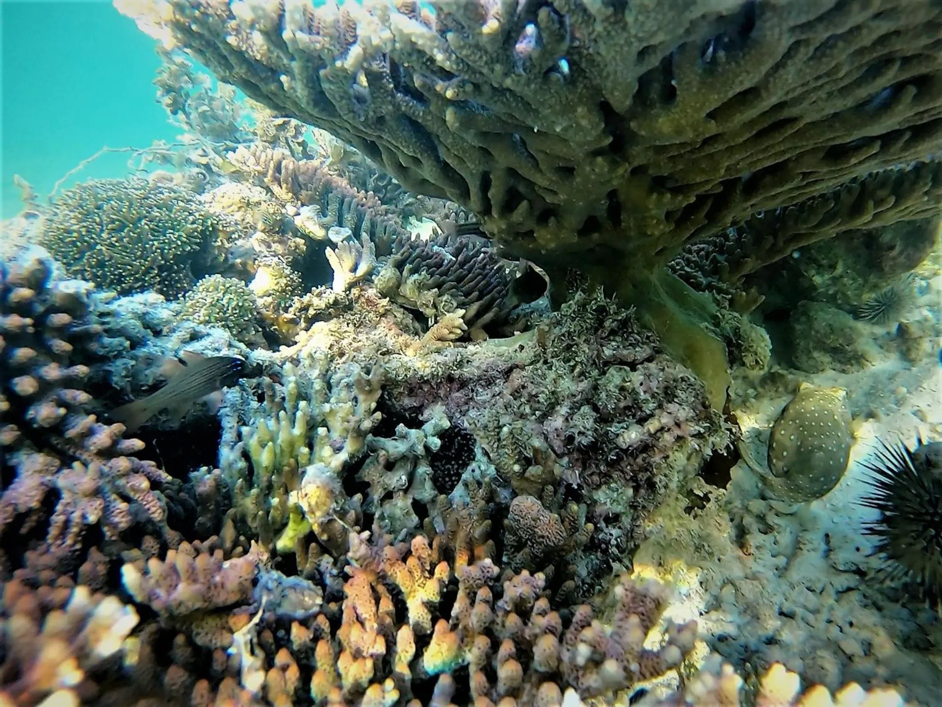 Snorkeling in Casa Amihan