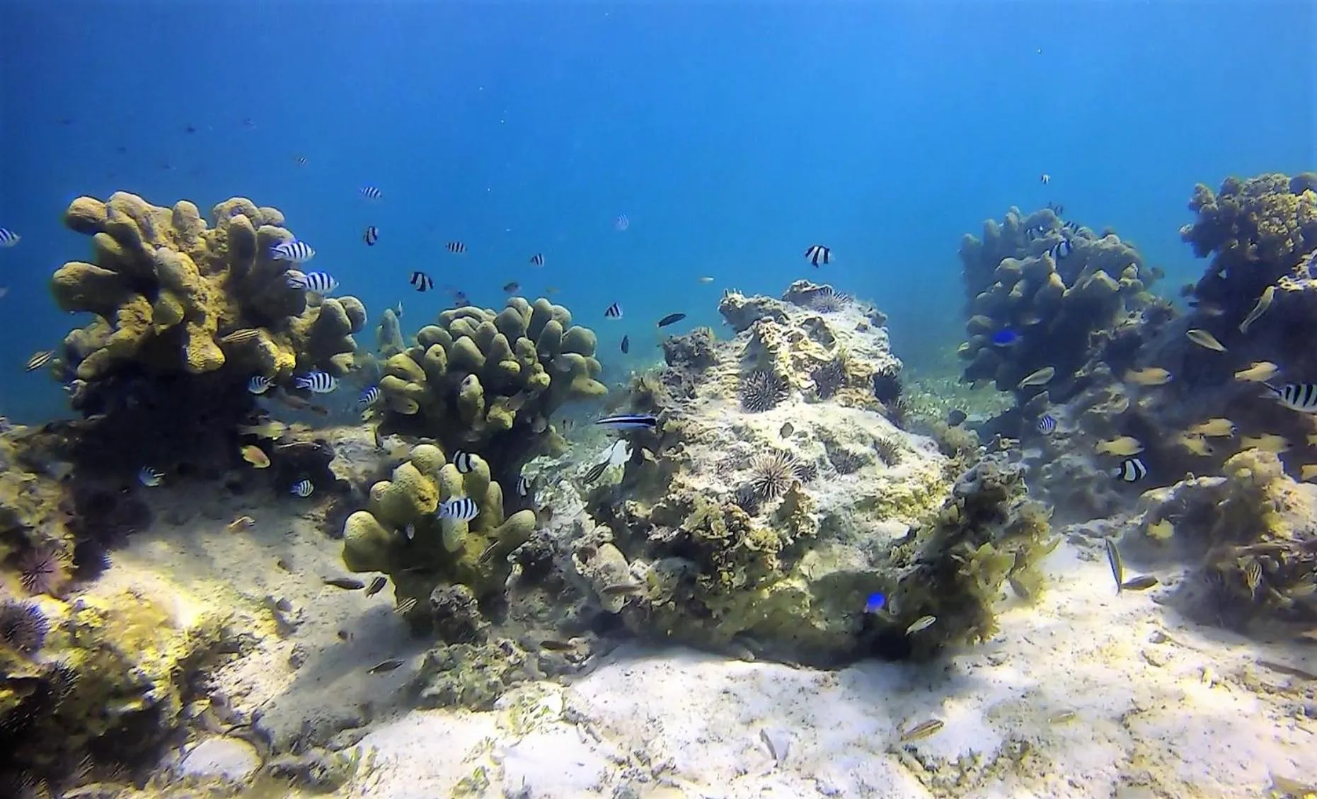 Snorkeling in Casa Amihan
