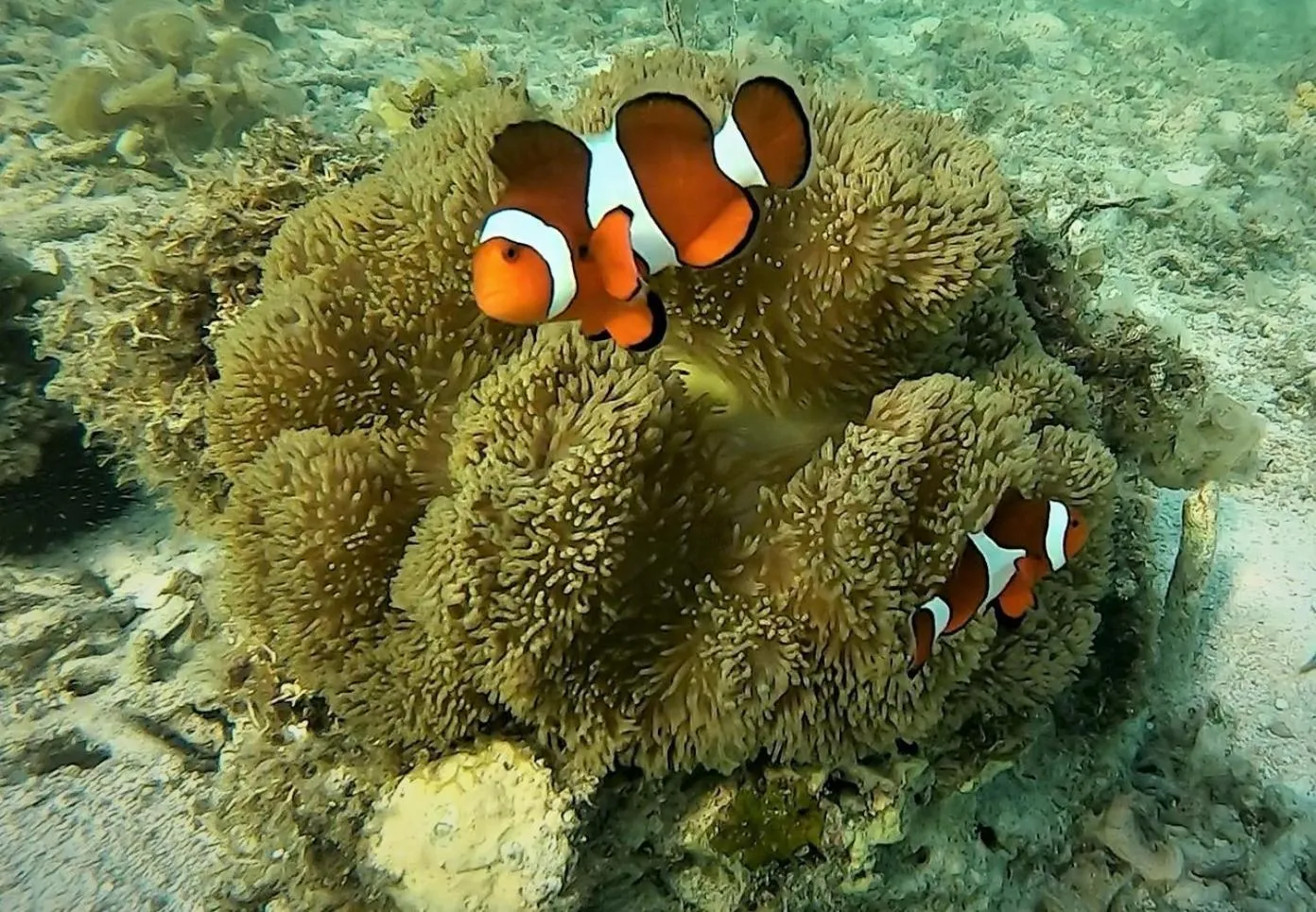Snorkeling in Casa Amihan