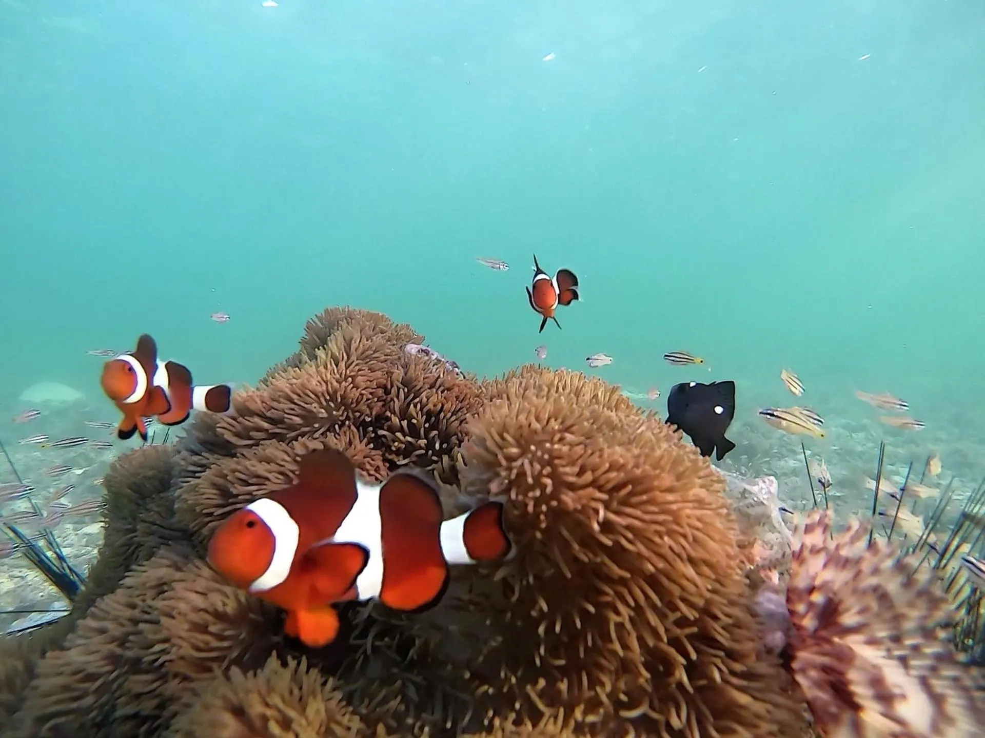 Snorkeling in Casa Amihan