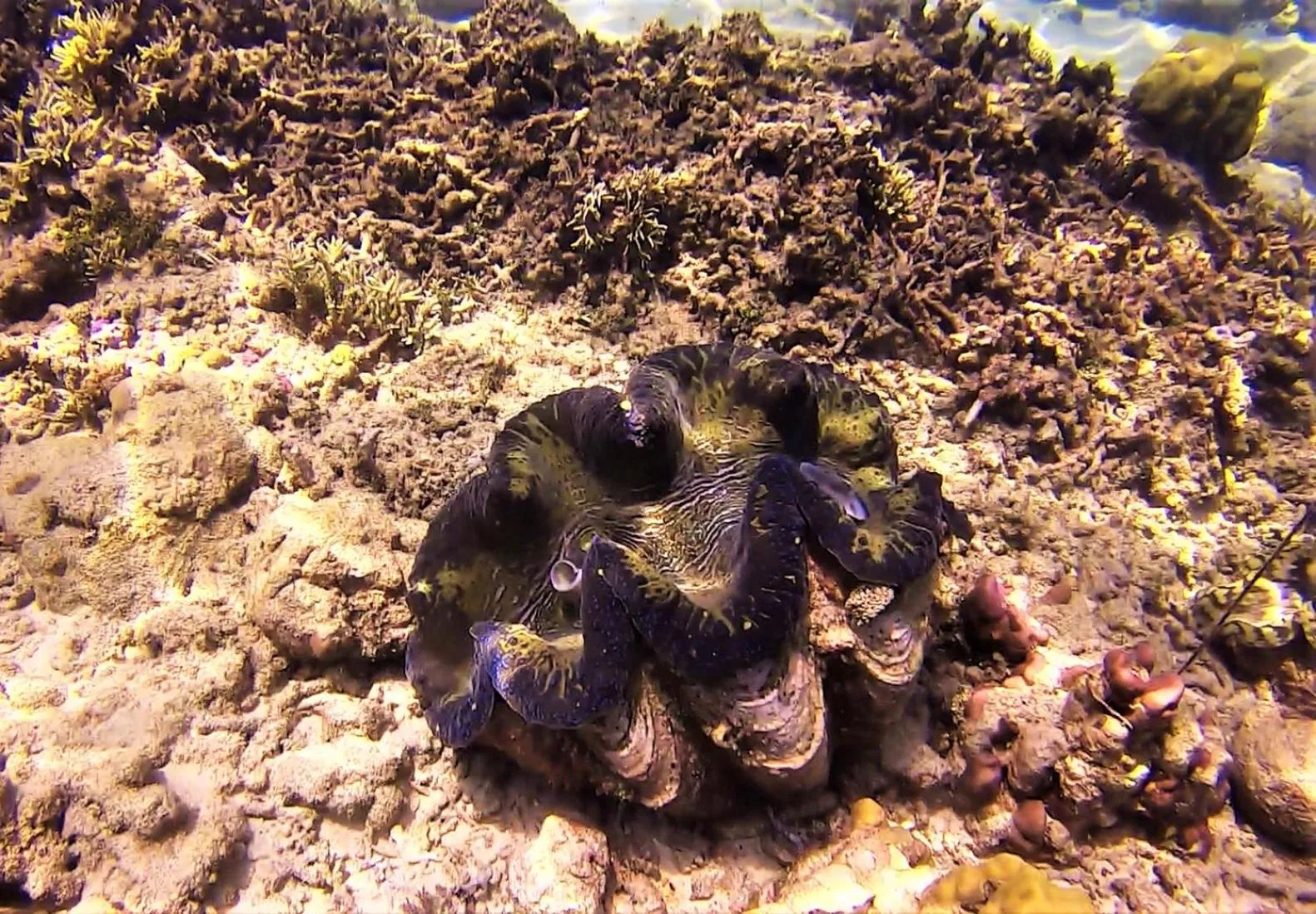 Snorkeling in Casa Amihan