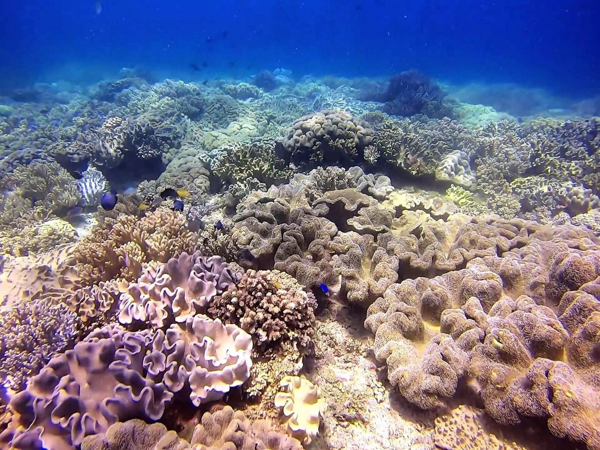 Snorkeling in Casa Amihan