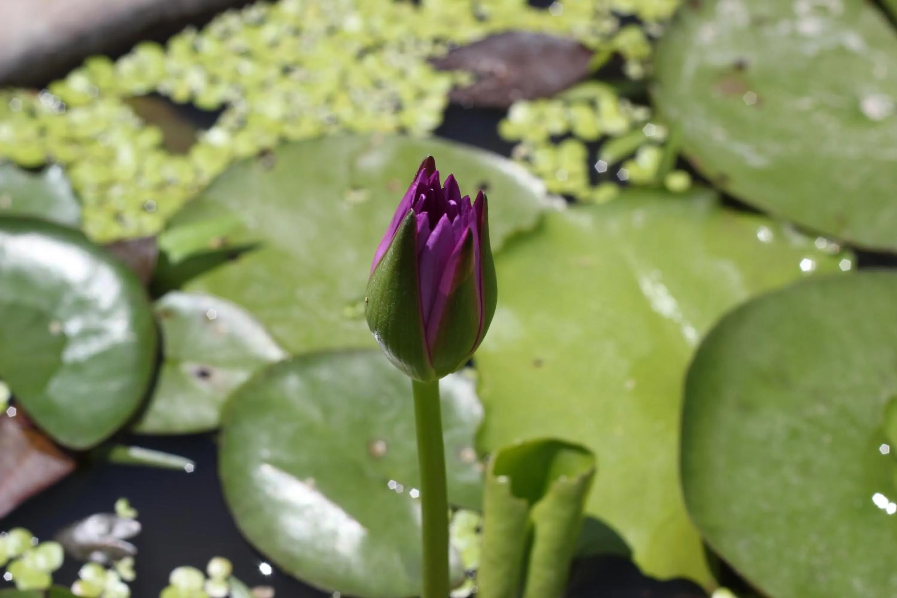 Other in Orchid Boutique Beach Resort