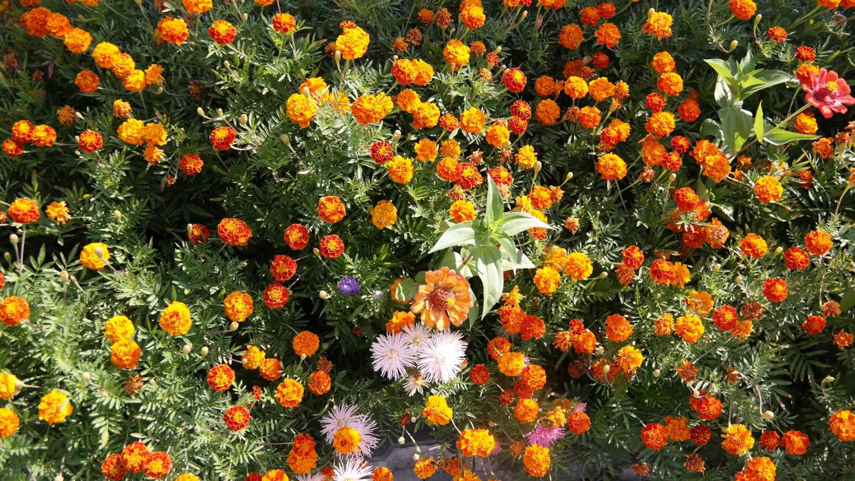 Garden in Turkish Cave House
