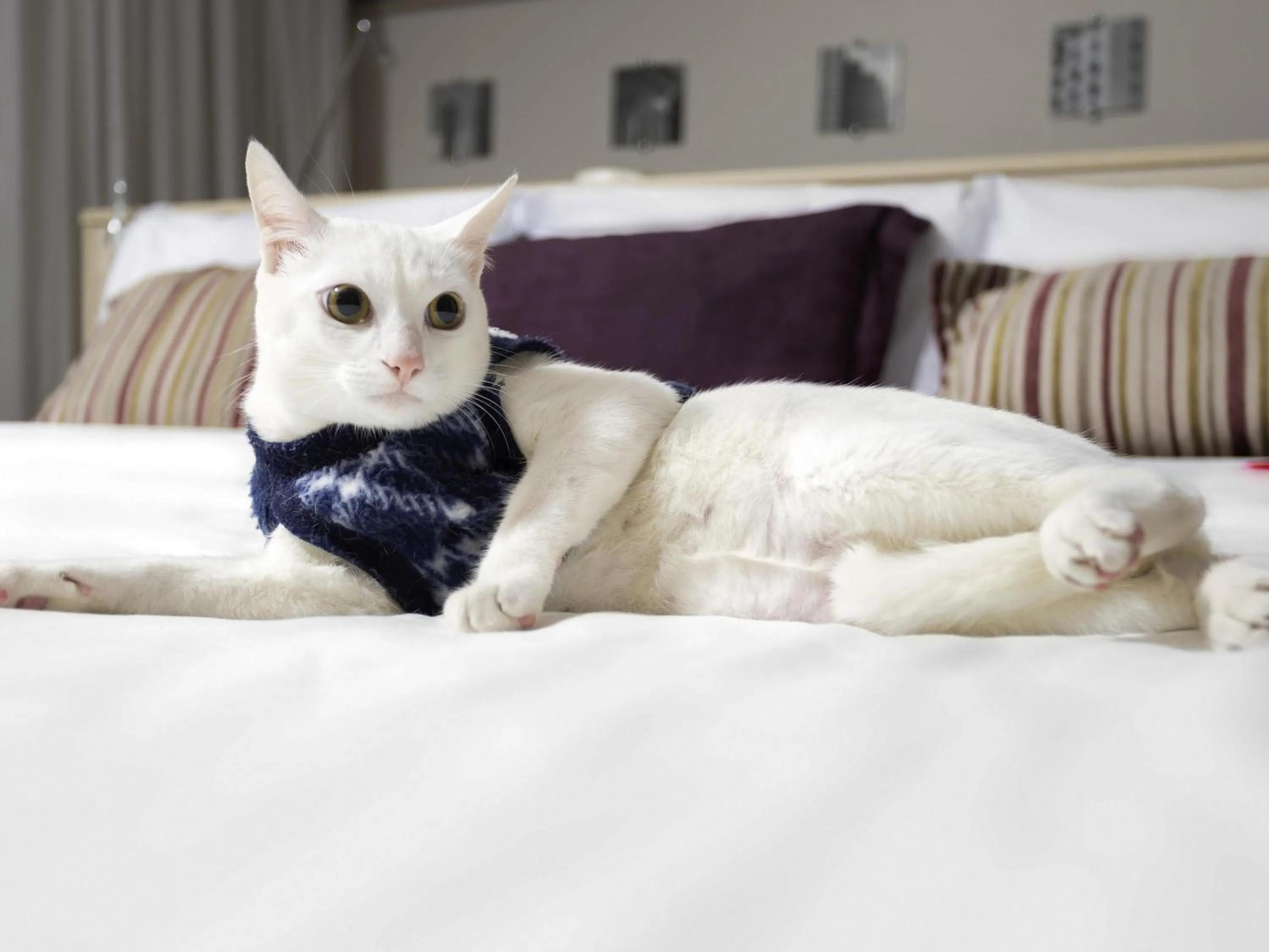 Bedroom in Mercure Sao Paulo Pamplona