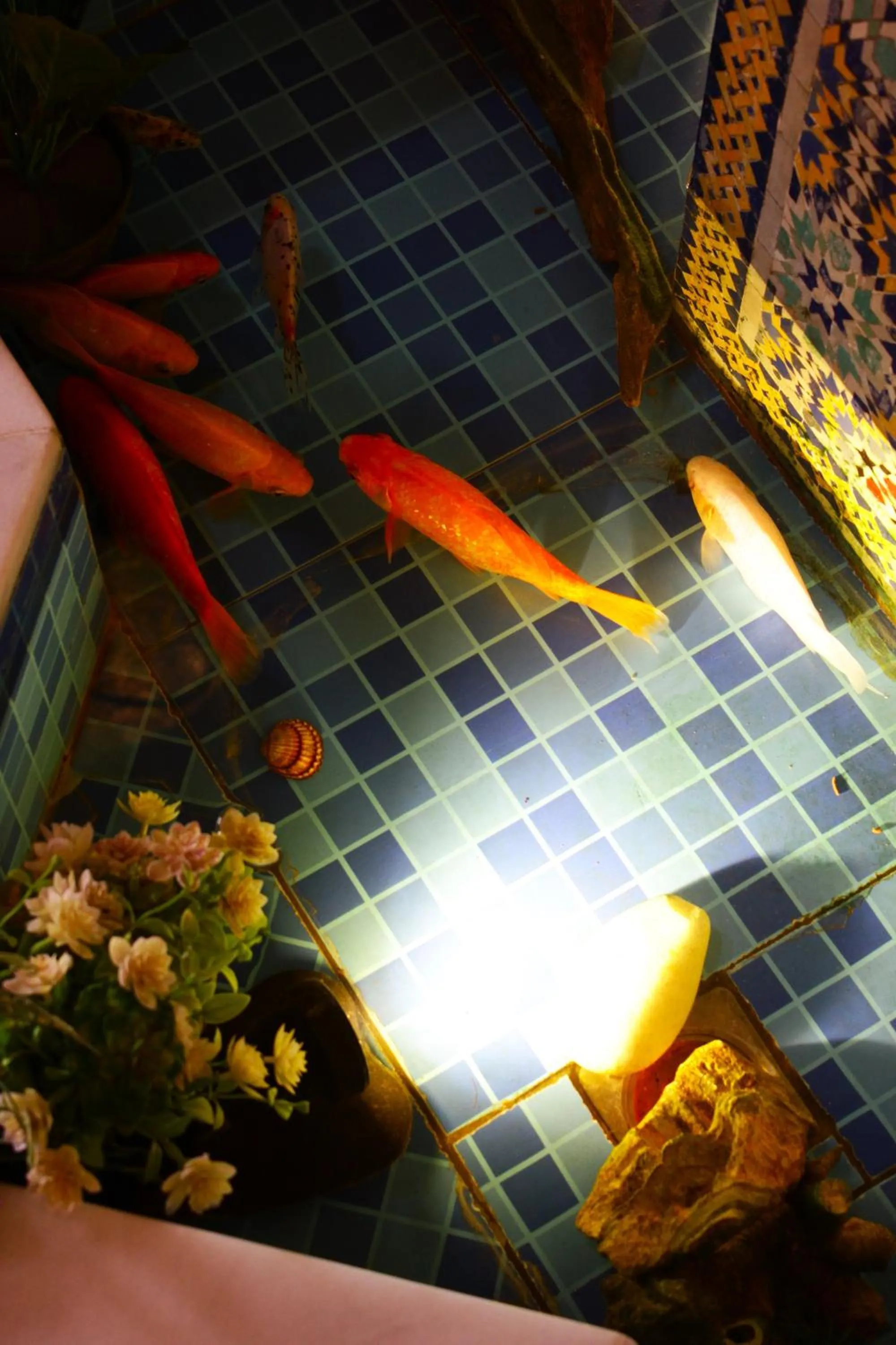 Pets in Riad Noumidya