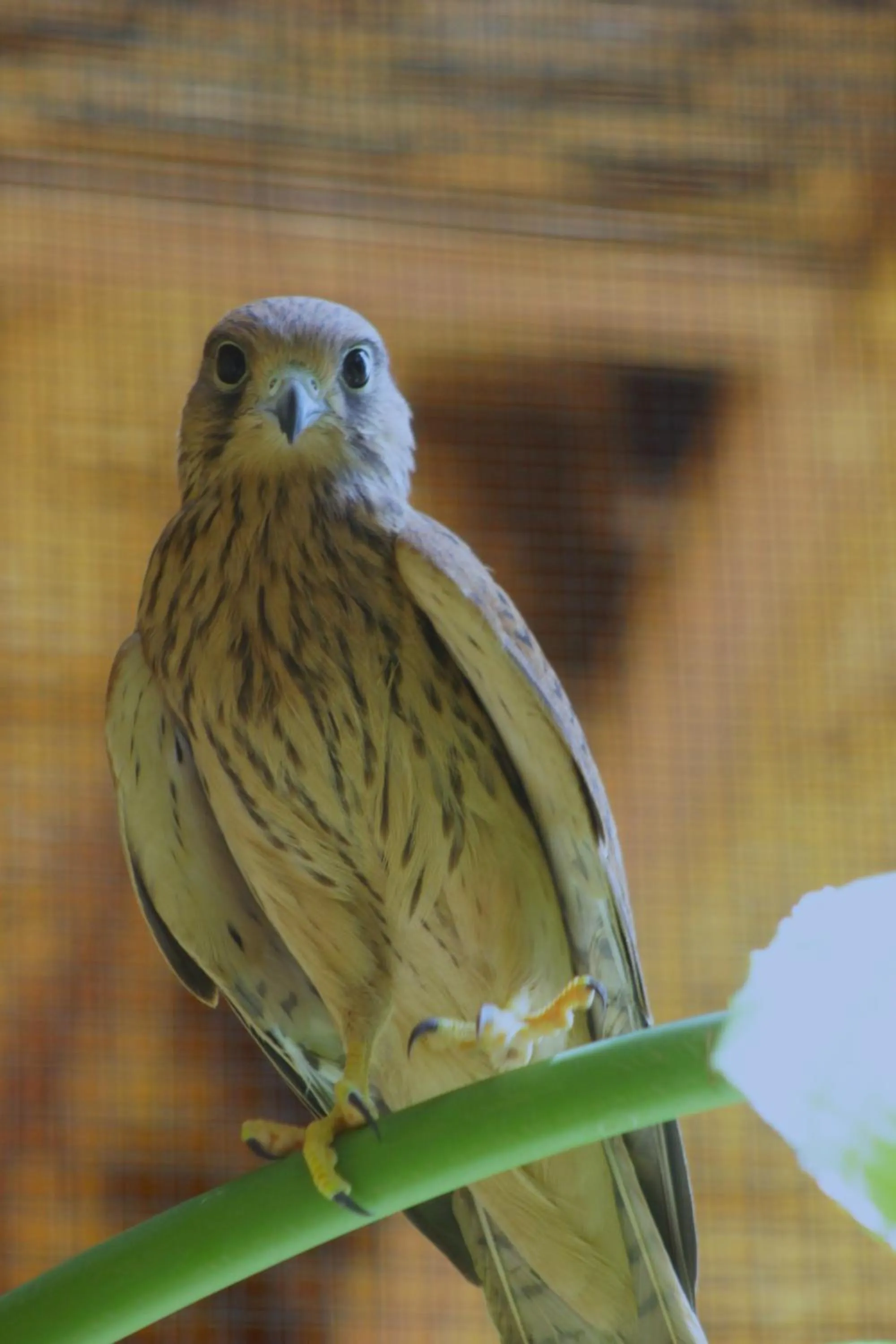 Pets in Riad Noumidya