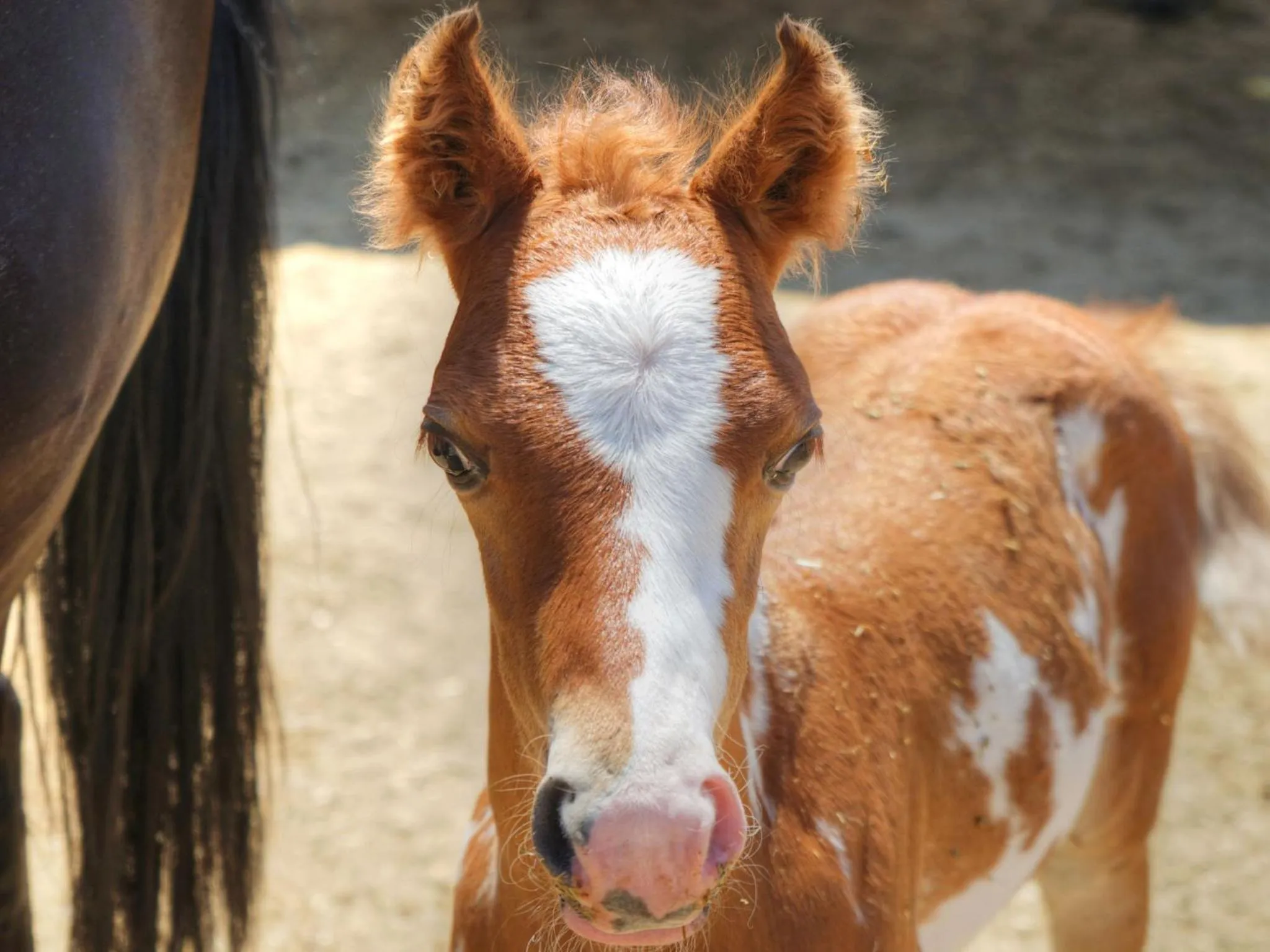 Animals in Stagecoach Trails Guest Ranch