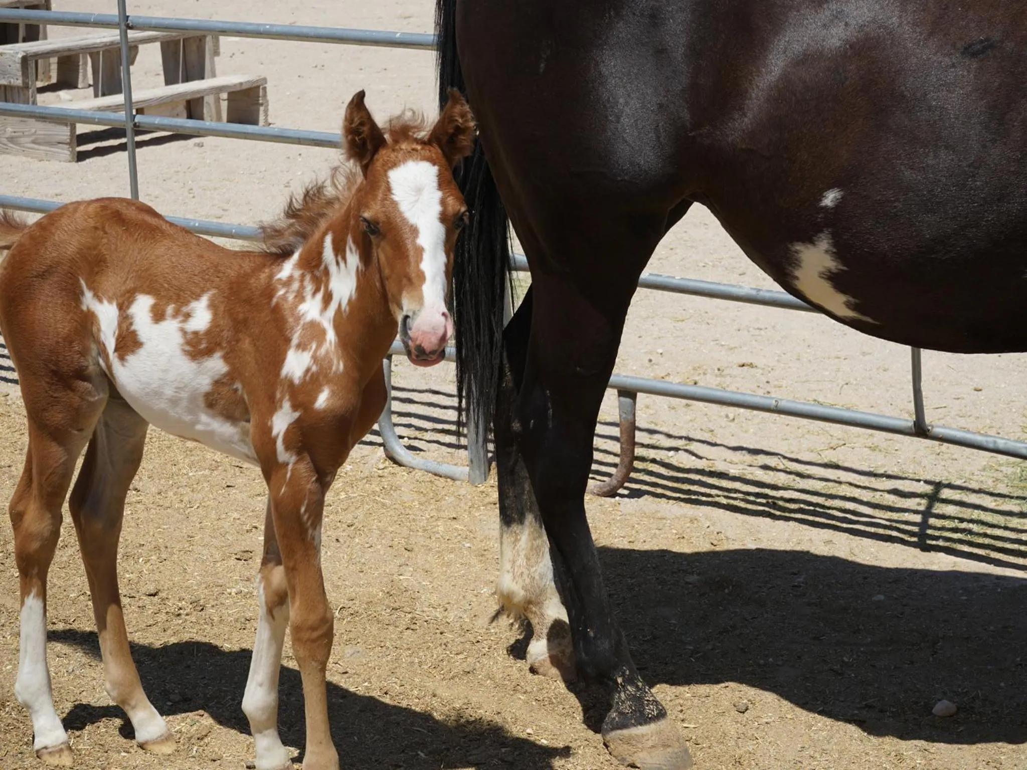 Animals in Stagecoach Trails Guest Ranch