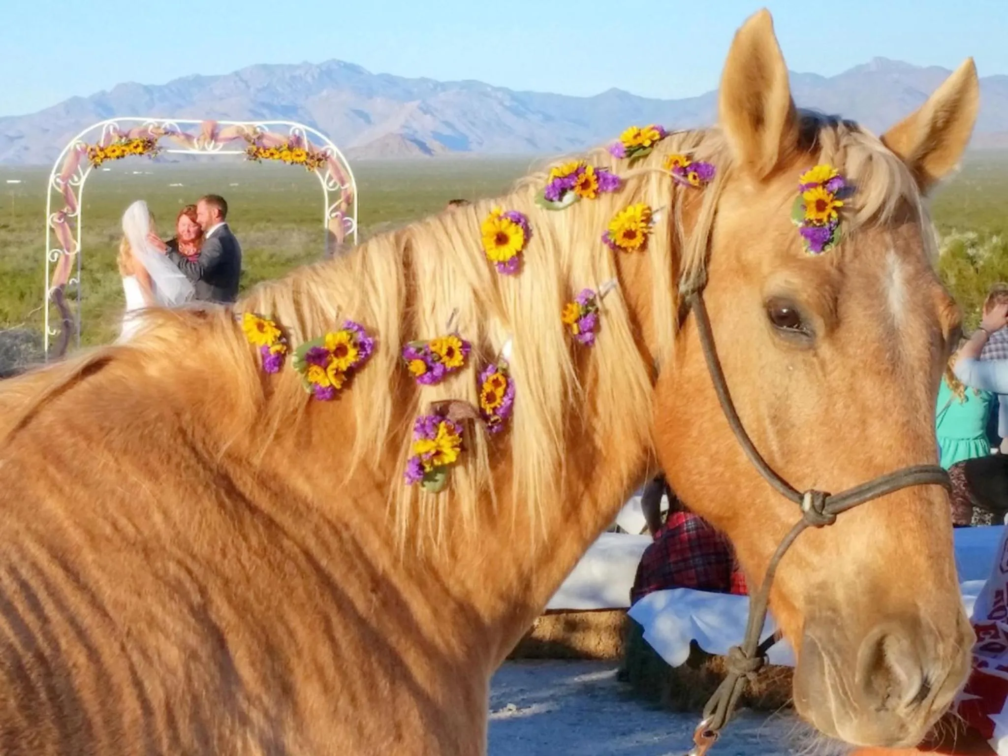 Animals in Stagecoach Trails Guest Ranch