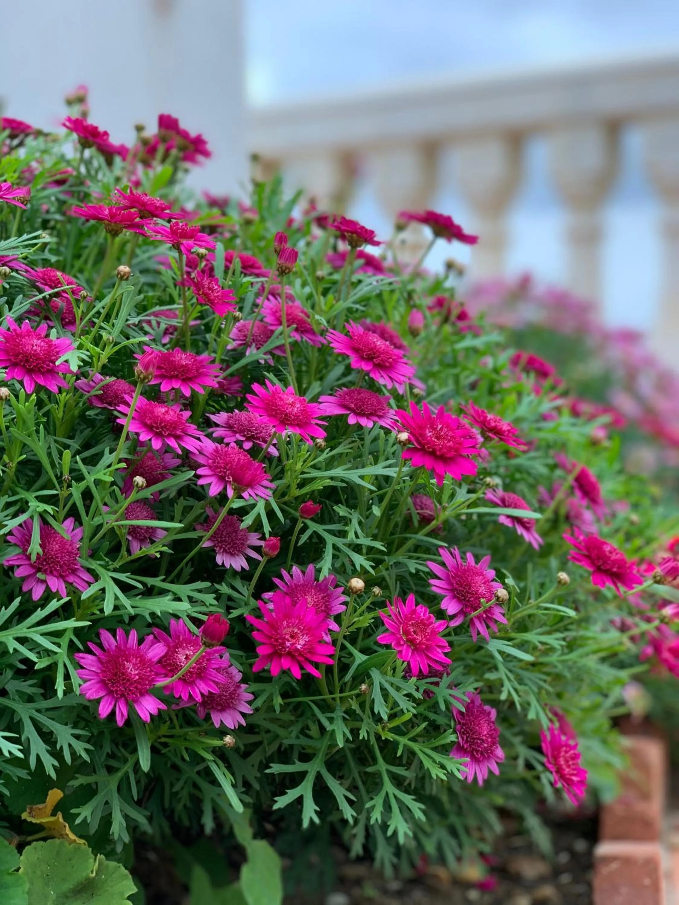 Garden in Apartamentos Perla Marina