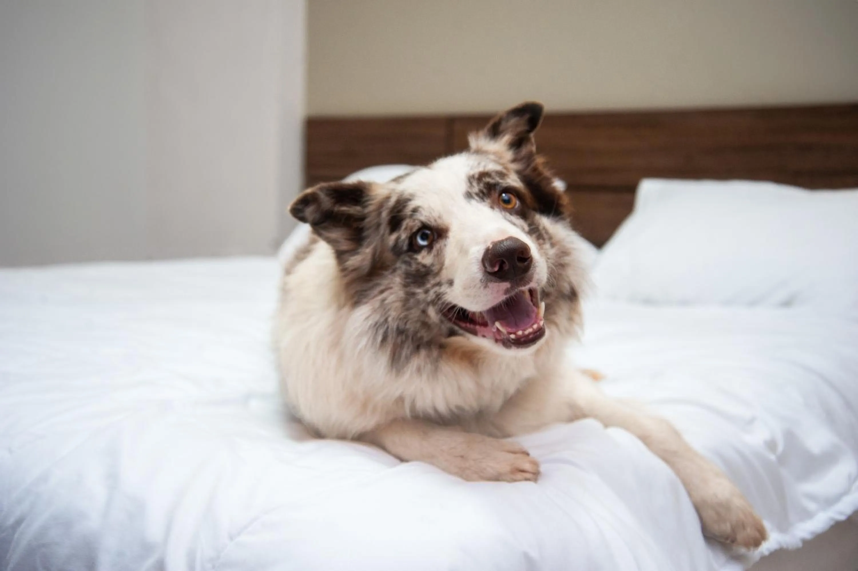 Pets in London Hotel Londrina