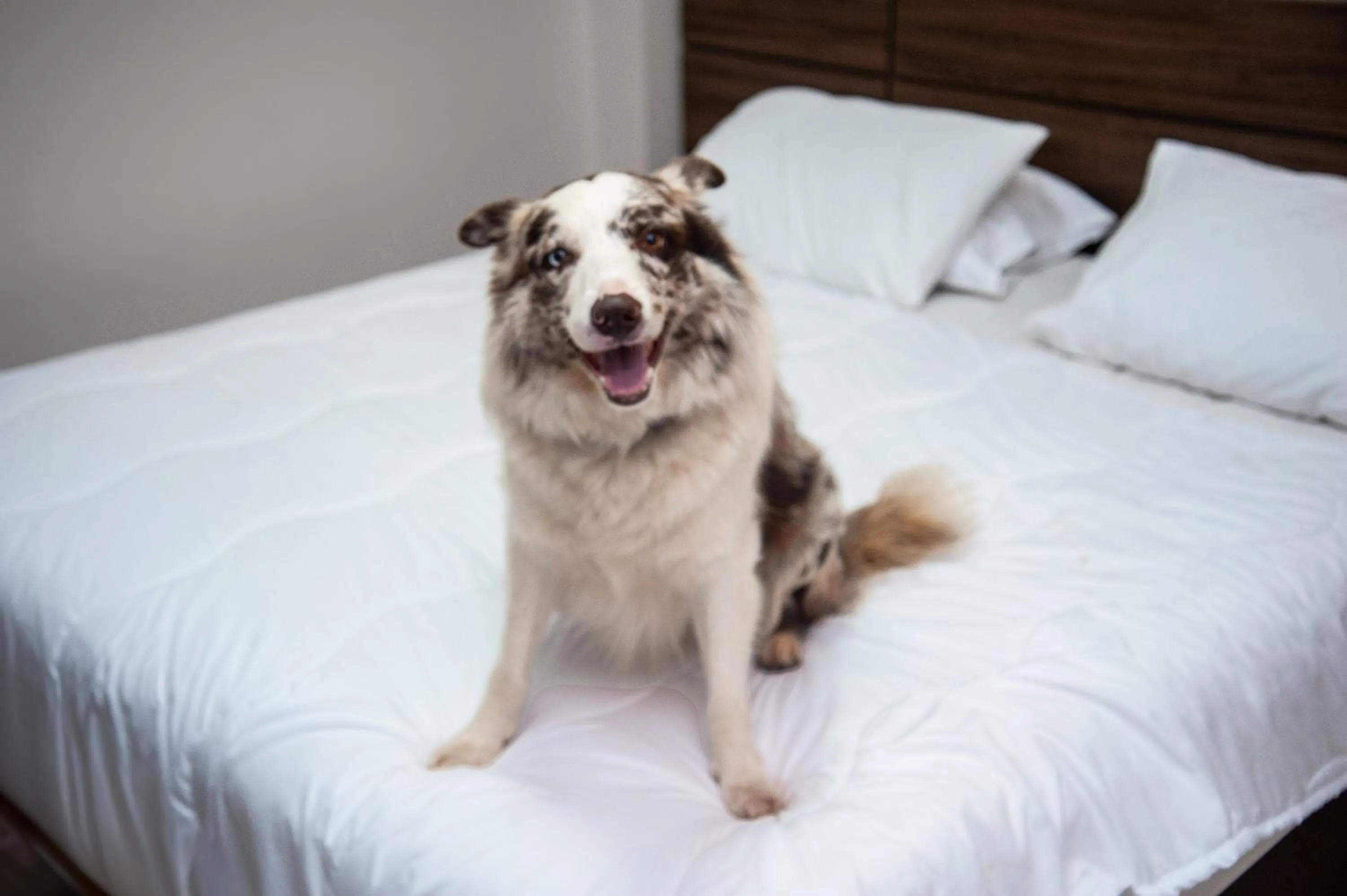 Pets, Bed in London Hotel Londrina