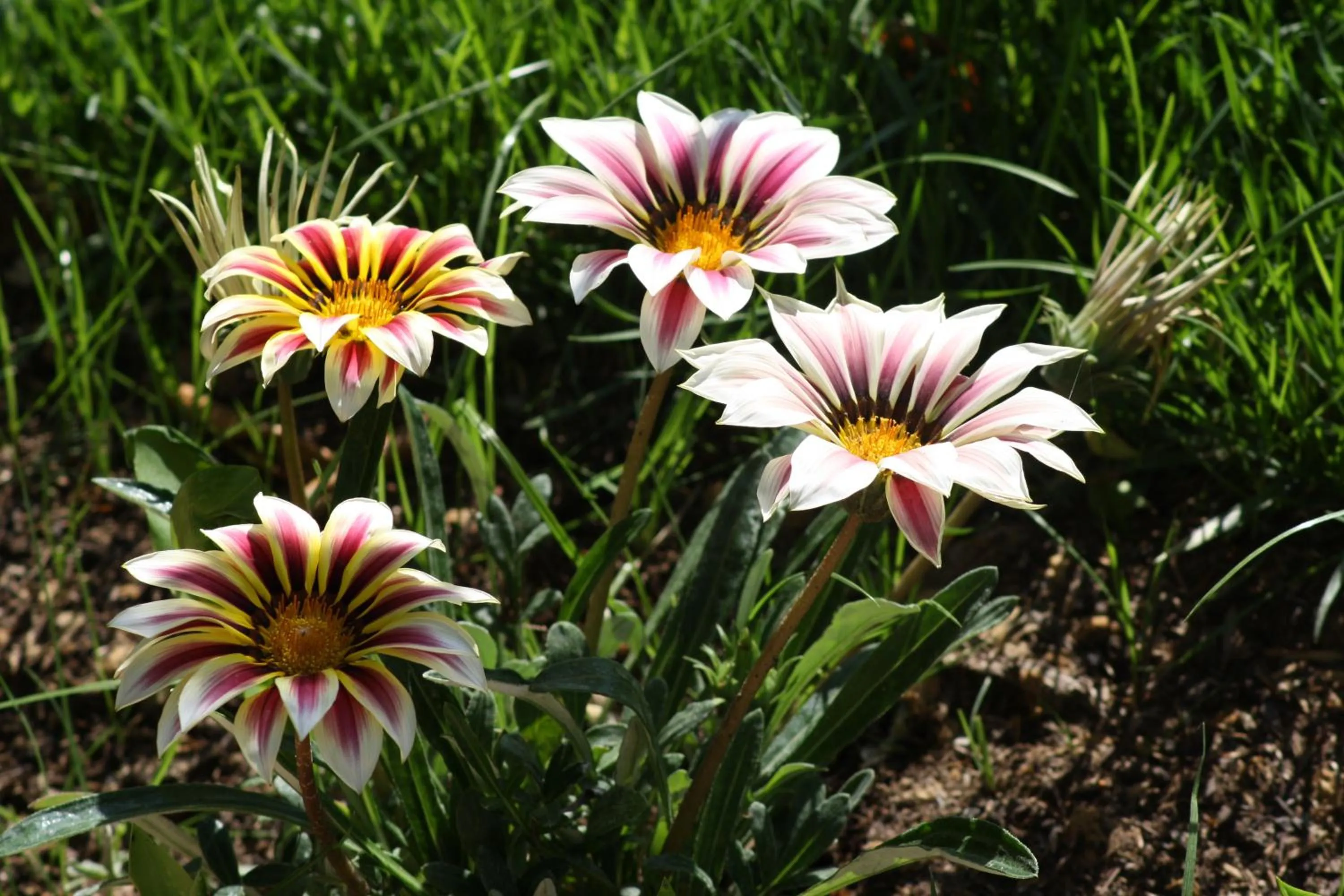 Garden in L'Abri du Poète