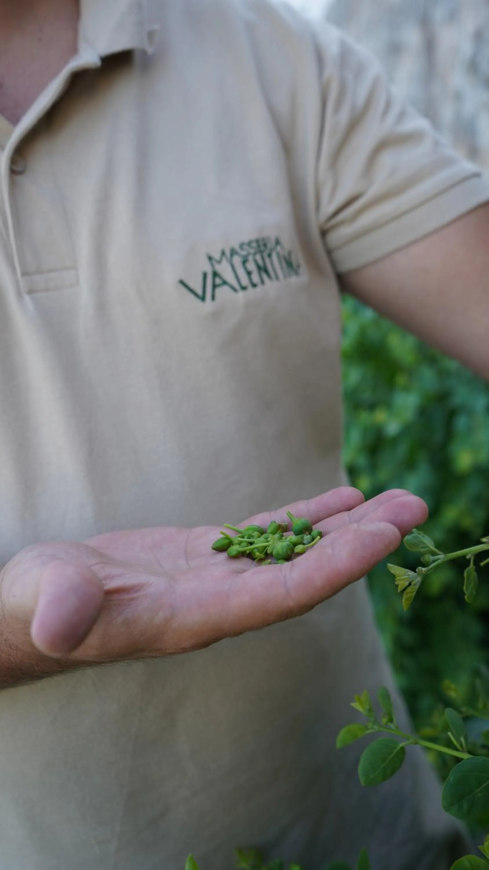 Garden in Masseria Valentina