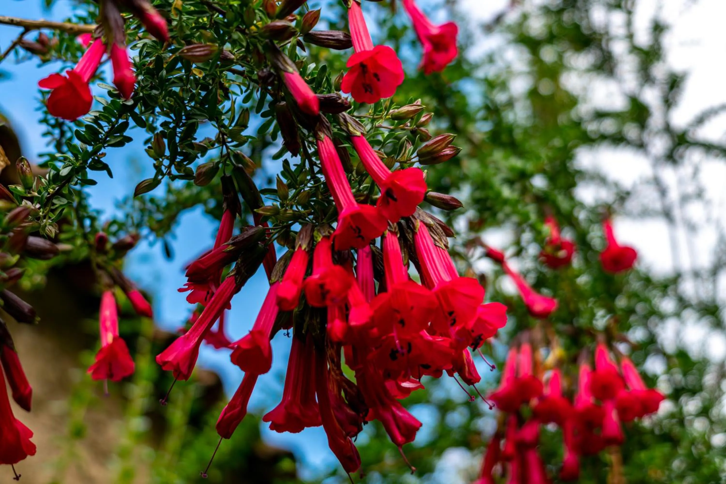 Garden in Hotel Tierra Inka Sacred Valley