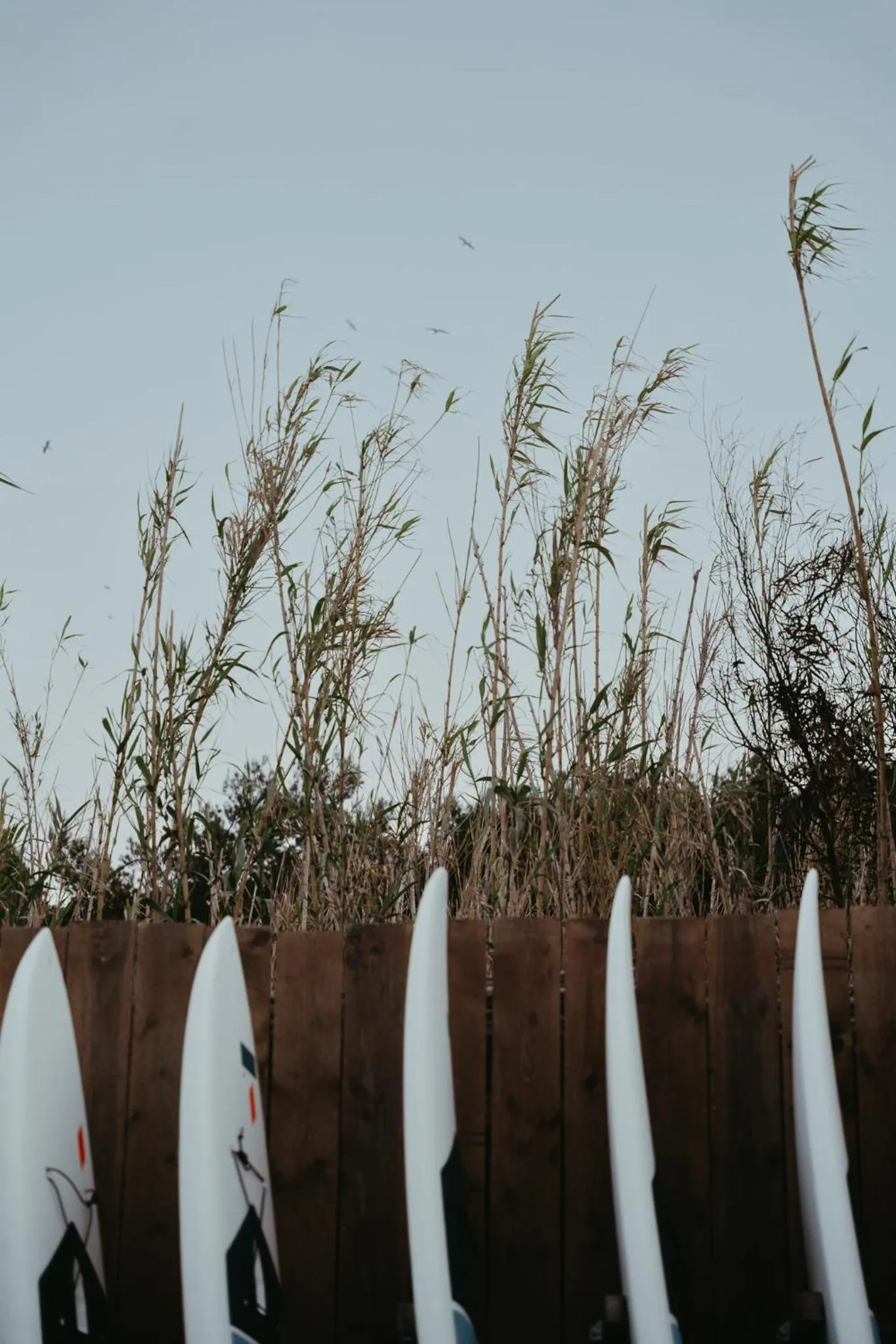 Activities in Le Domaine de la mer - Beach hotel Nature&Authenticité Hyères
