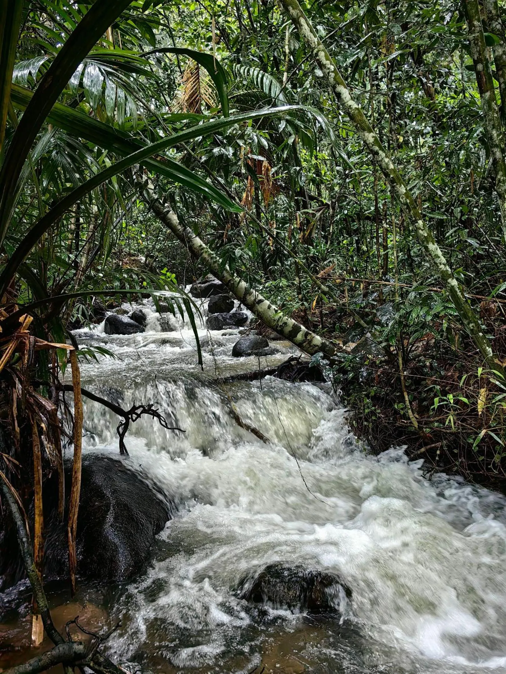 Activities in Khao Sok Country Resort