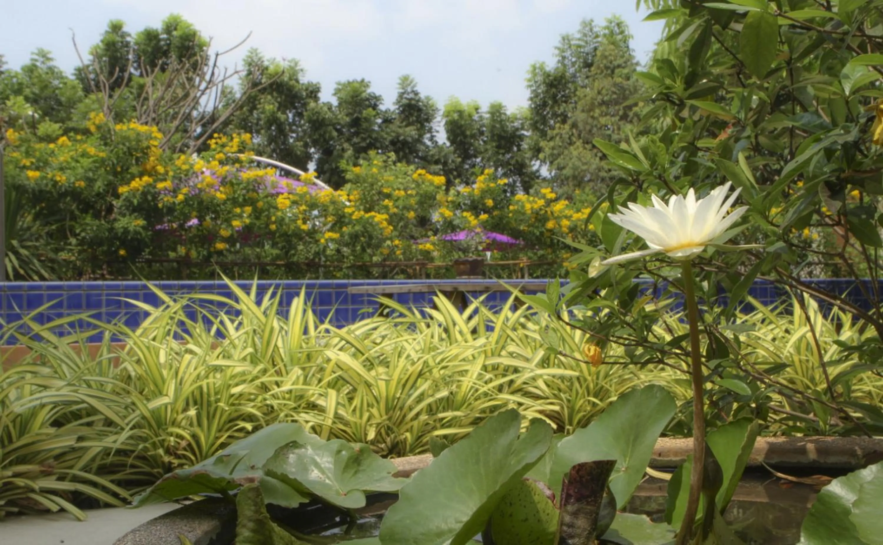 Pool view in U Tiny Boutique Hotel Suvarnabhumi Bangkok - SHA Plus